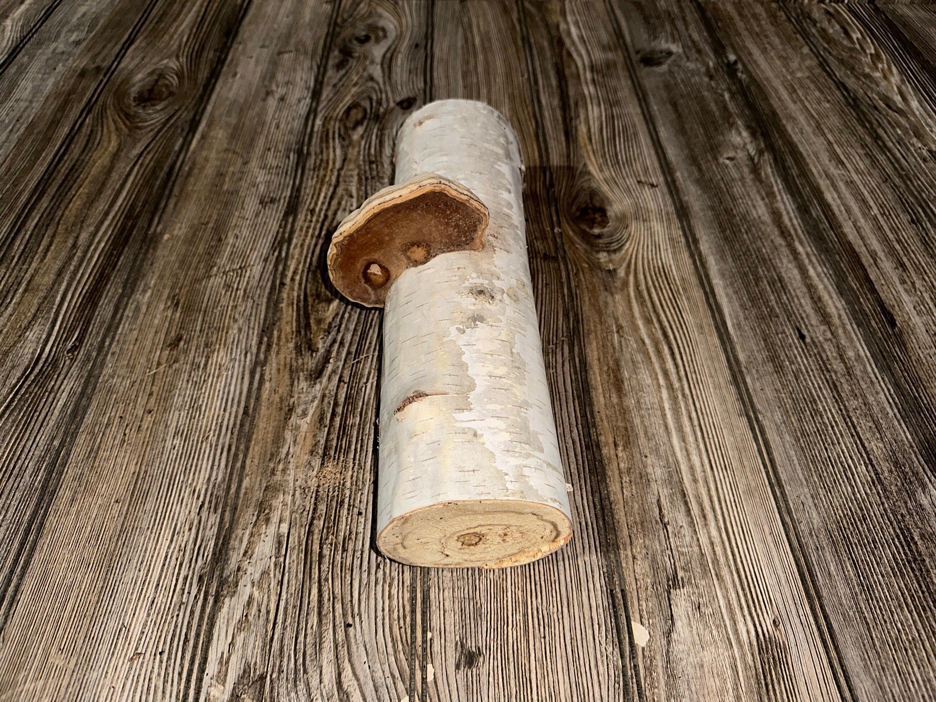 White Birch Log with Conk/Polypore, Approximately 12 Inches Long by 3.5 Long by 3 Inches Wide