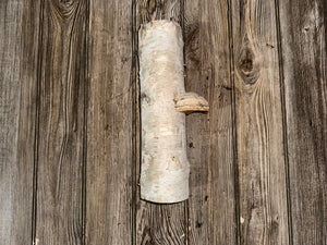 White Birch Log with Conk/Polypore, Approximately 12 Inches Long by 3.5 Long by 3 Inches Wide