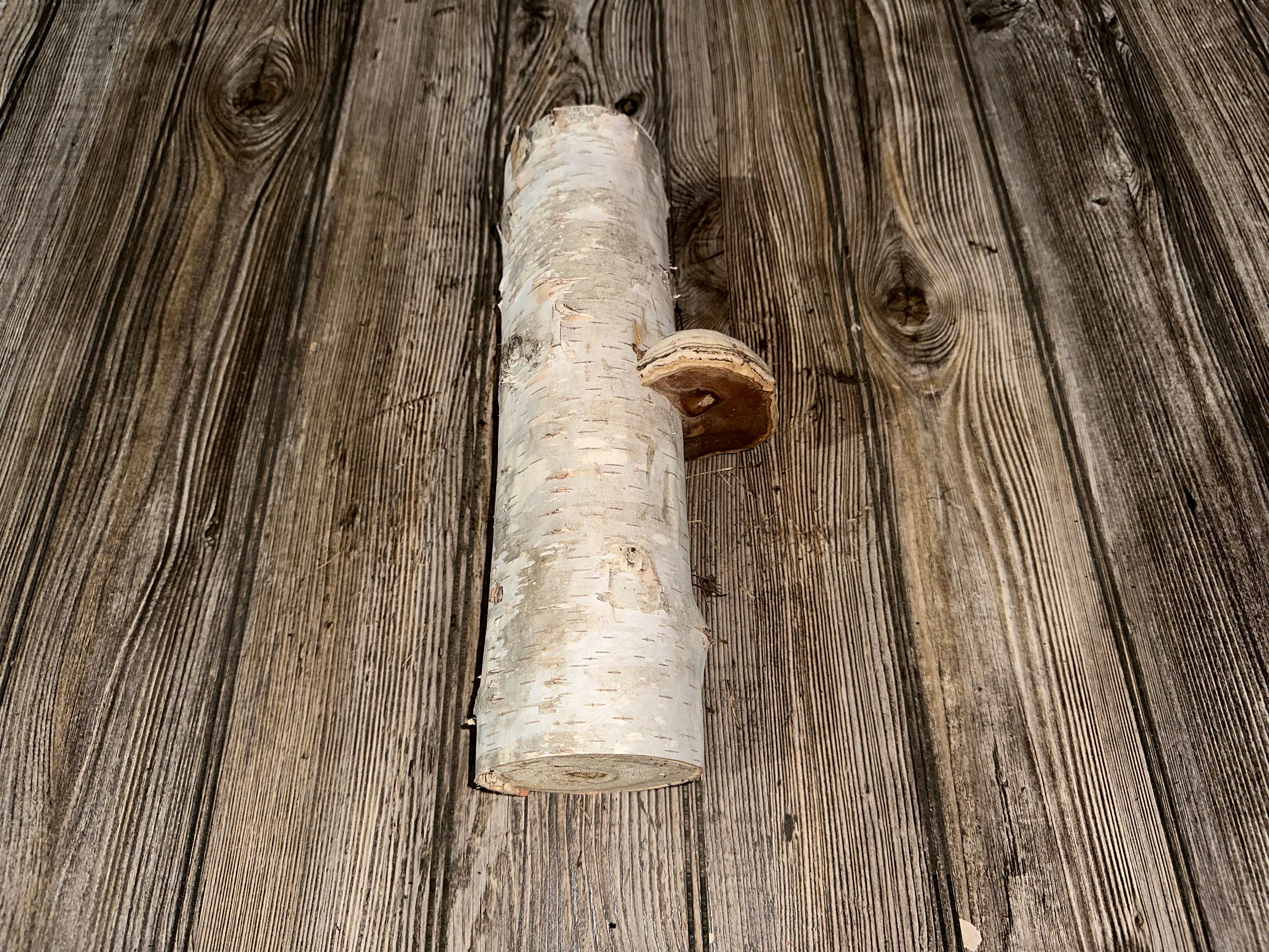 White Birch Log with Conk/Polypore, Approximately 12 Inches Long by 3.5 Long by 3 Inches Wide