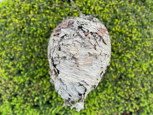 Paper Wasp Nest, Bee Hive in Great Condition, Approximately 13 Inches Tall by 9 Inches Wide and 9 Inches High
