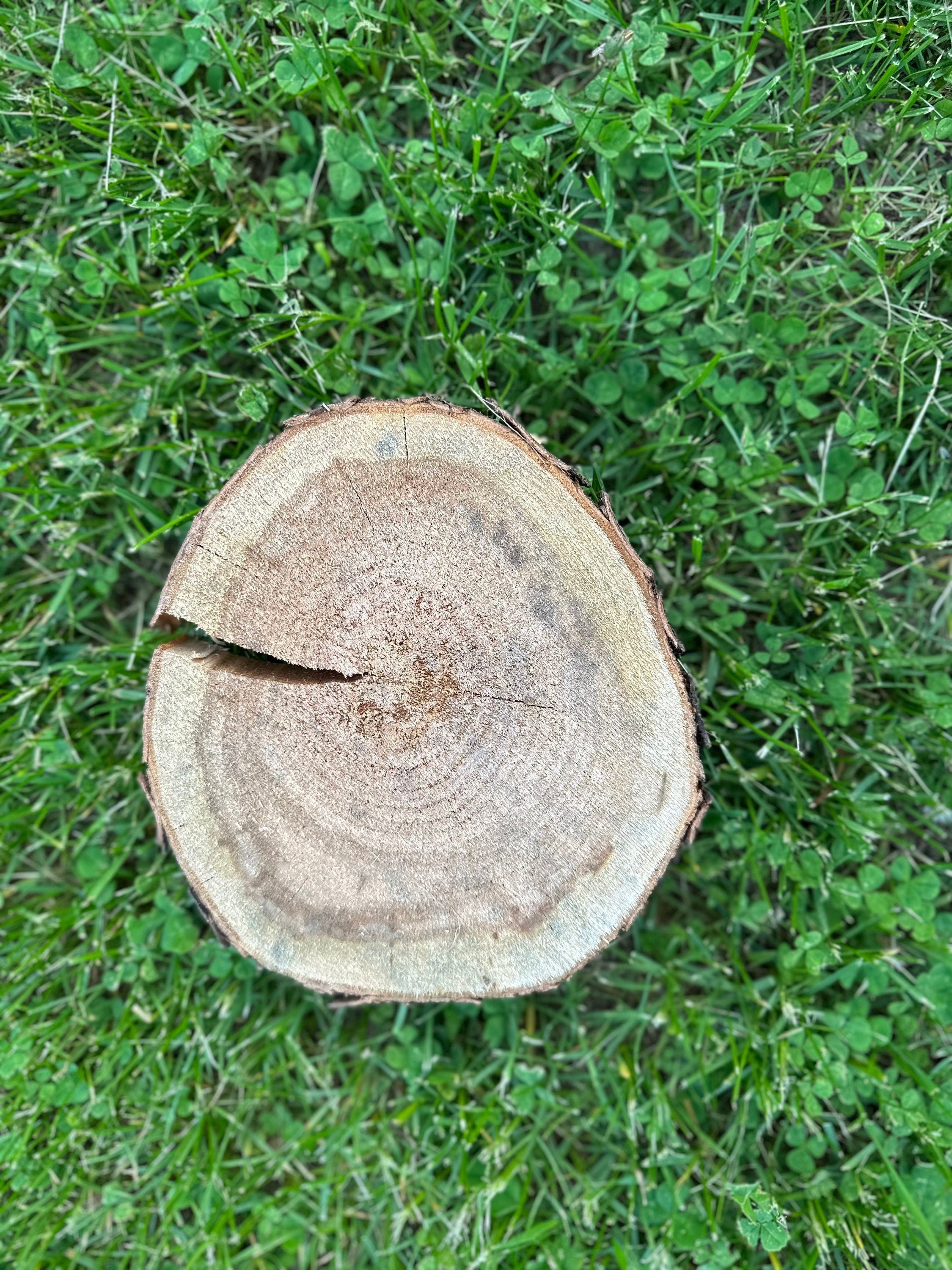 Cherry Wood Slice, One Count, Approximately 8.5 Inches Long by 7 Inches Wide and 1 Inch Thick