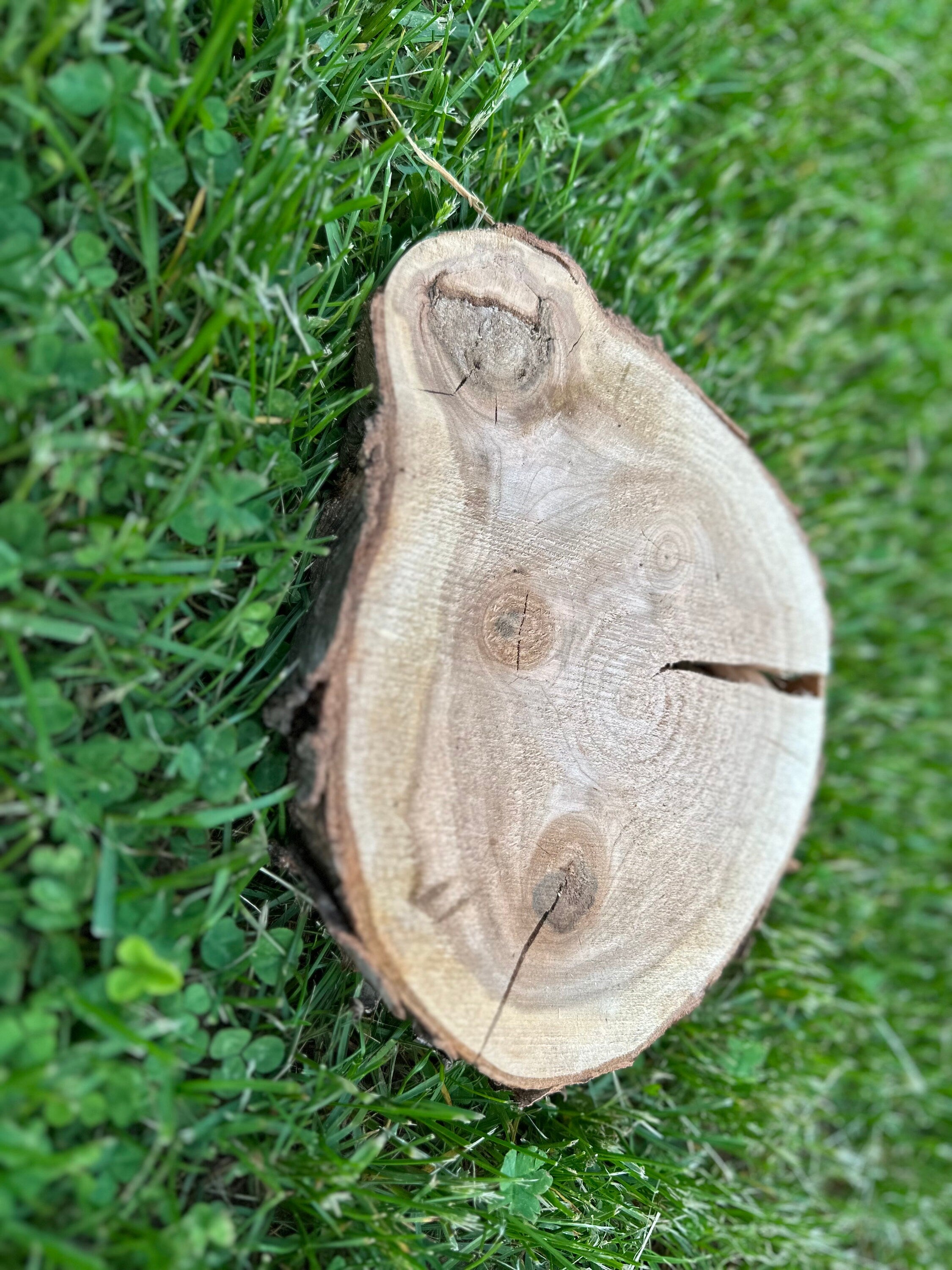 Cherry Wood Slice, One Count, Approximately 8.5 Inches Long by 6.5 Inches Wide and 1 Inch Thick