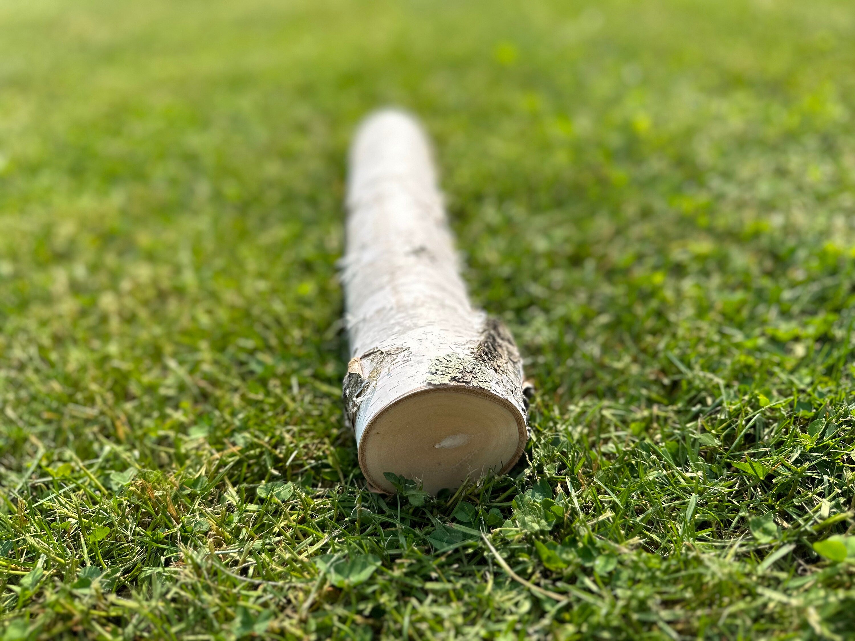 White Birch Log, Paper Birch, 16 Inches Long, Bundles Available