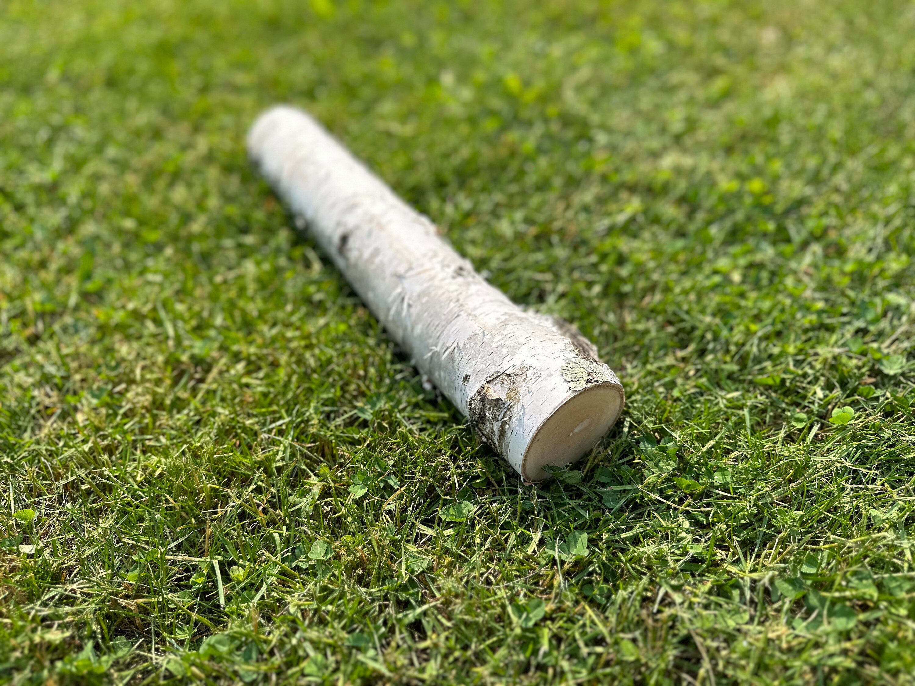 White Birch Log, Paper Birch, 16 Inches Long, Bundles Available