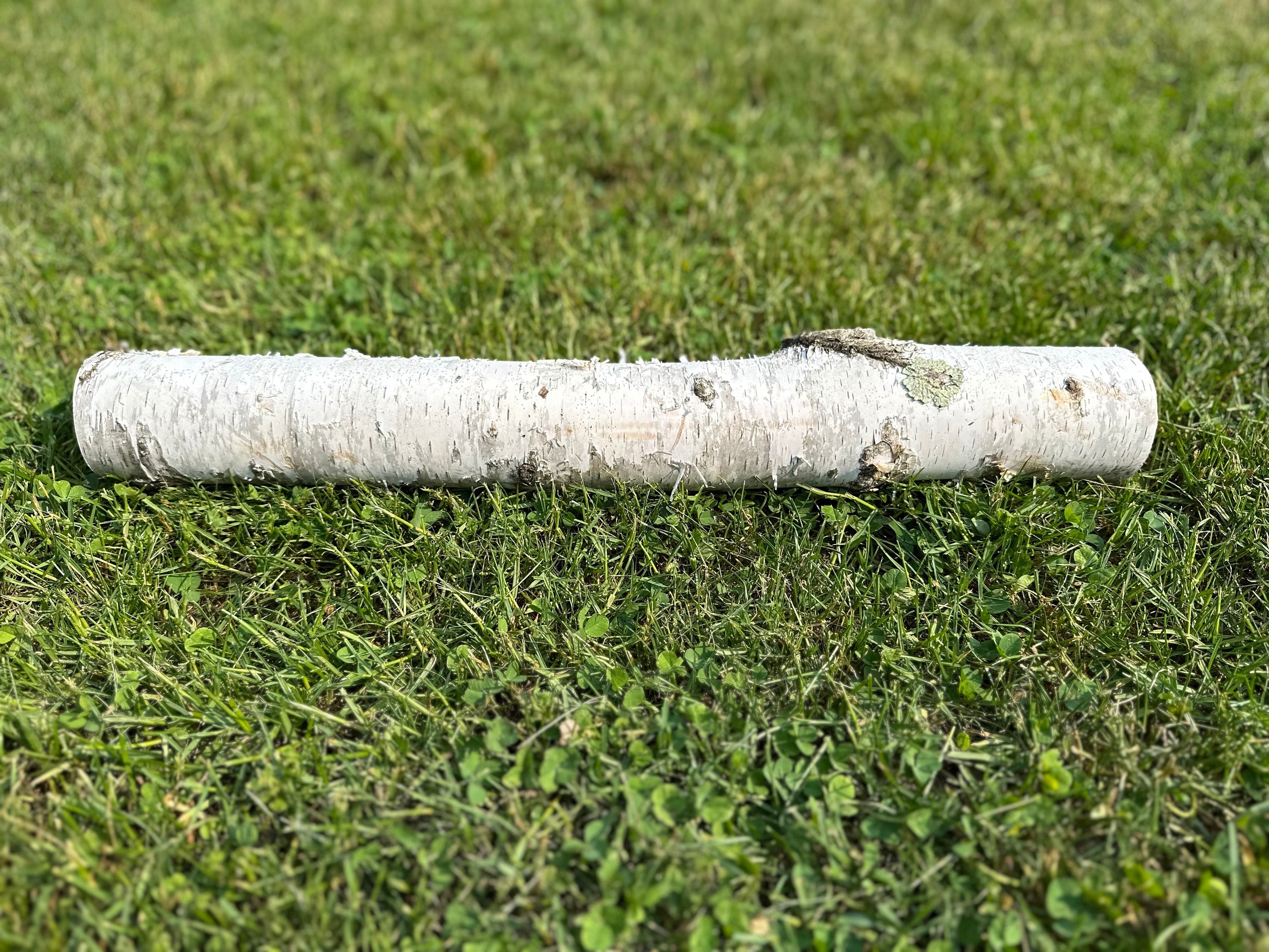 White Birch Log, Paper Birch, 20 Inches Long