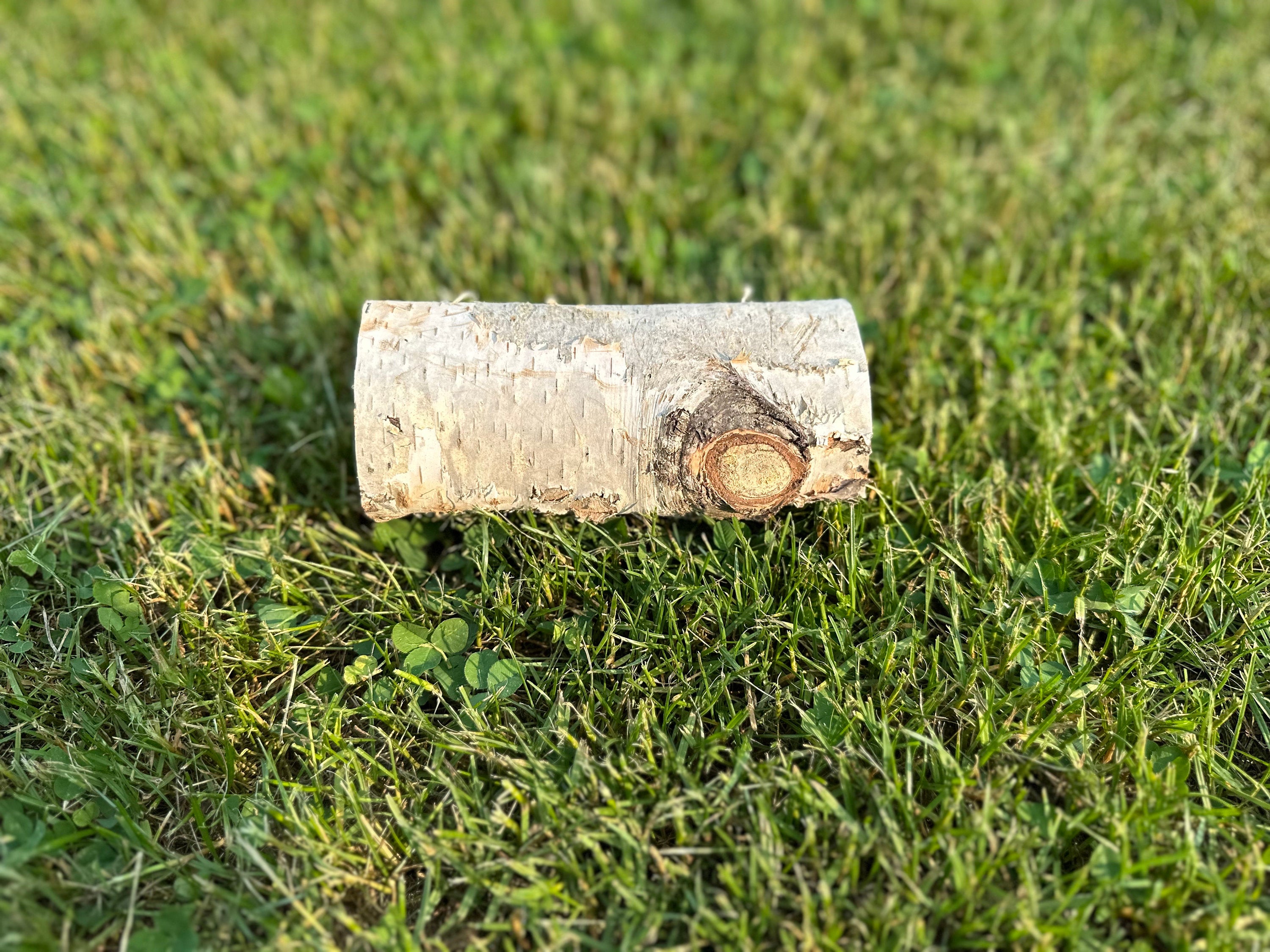 White Birch Log Seconds, Paper Birch, 6 Inches Long, Bundles Available