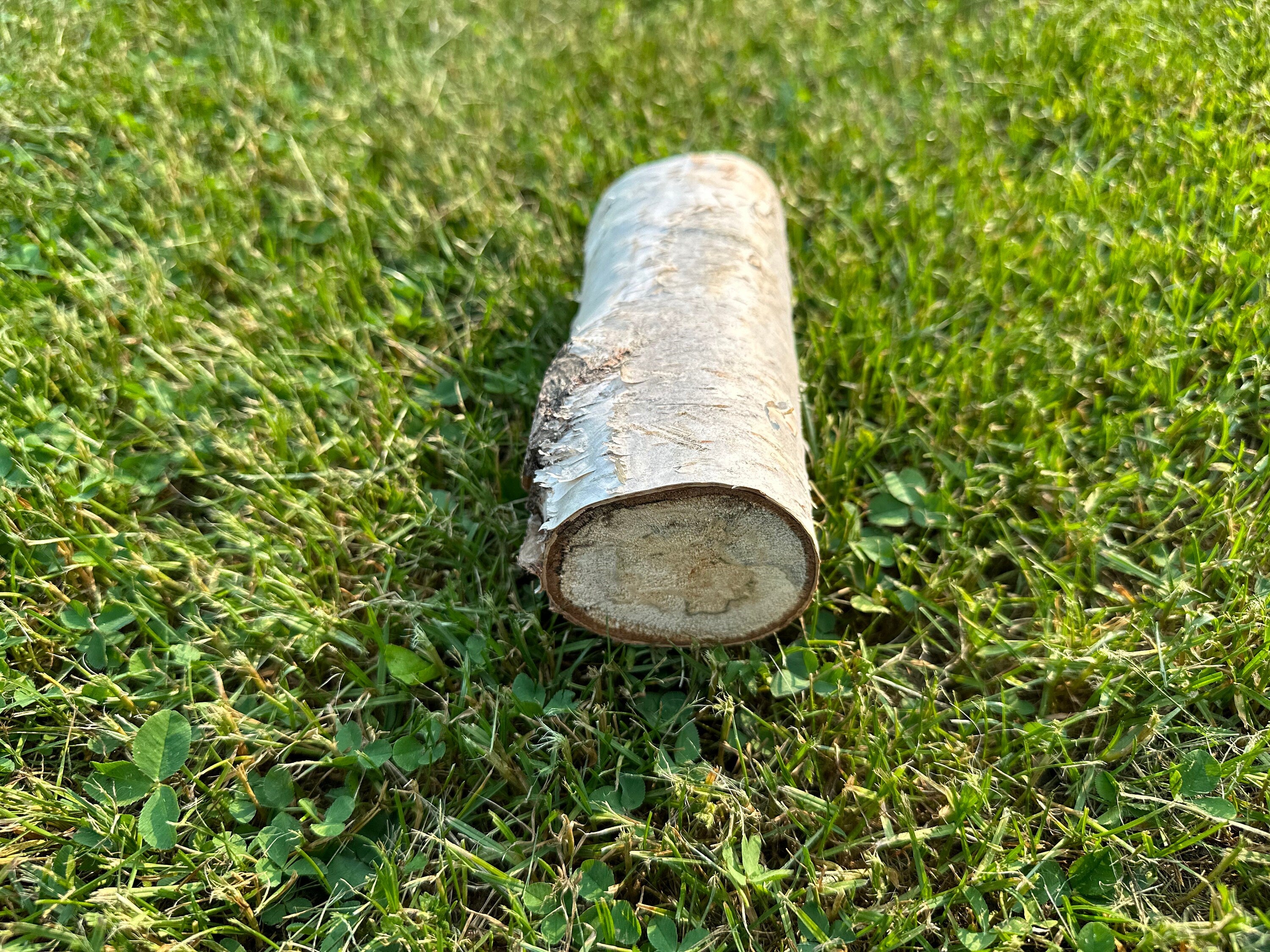 White Birch Log Seconds, Paper Birch, 6 Inches Long, Bundles Available
