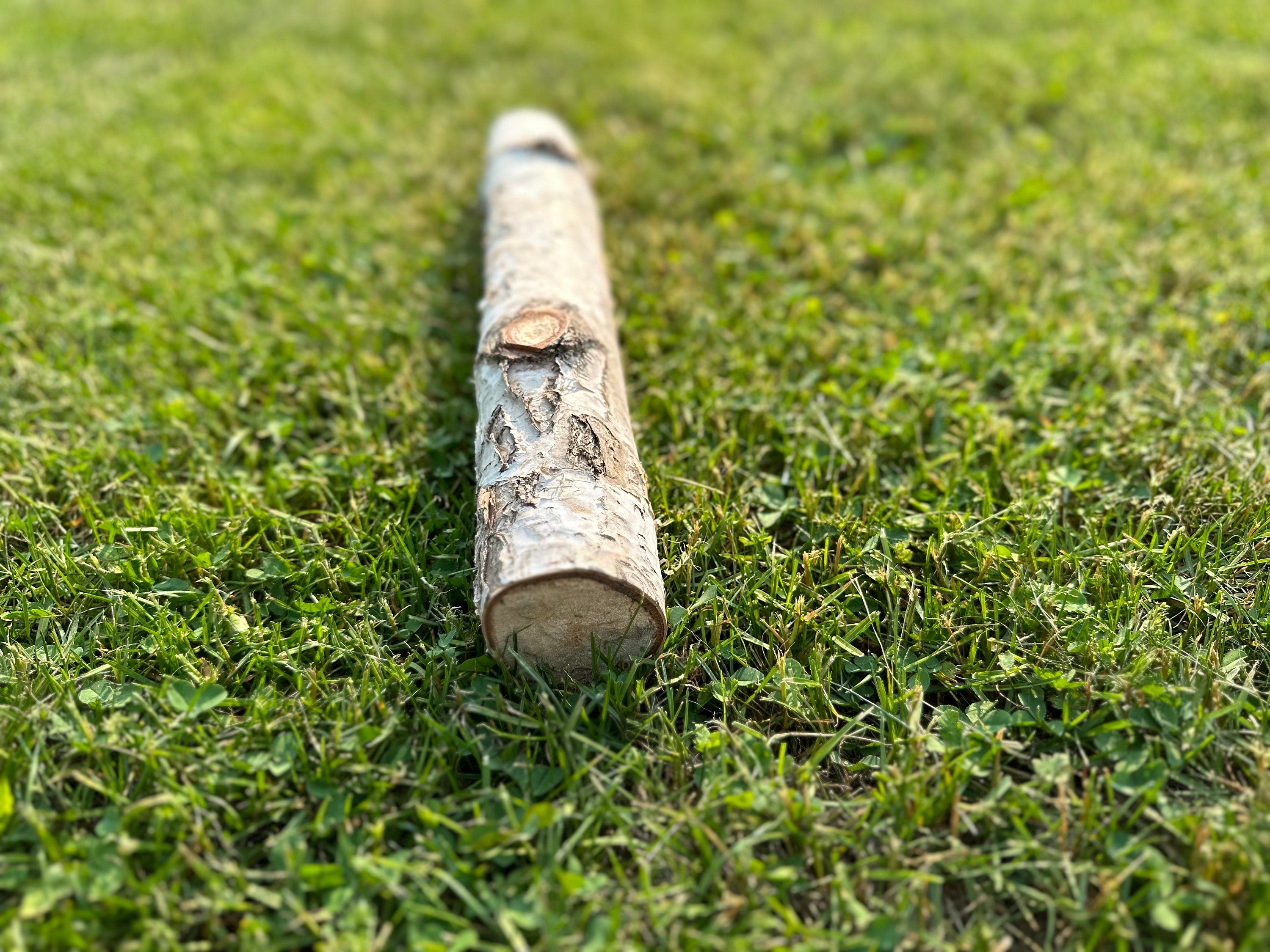 White Birch Log Seconds, Paper Birch, 20 Inches Long