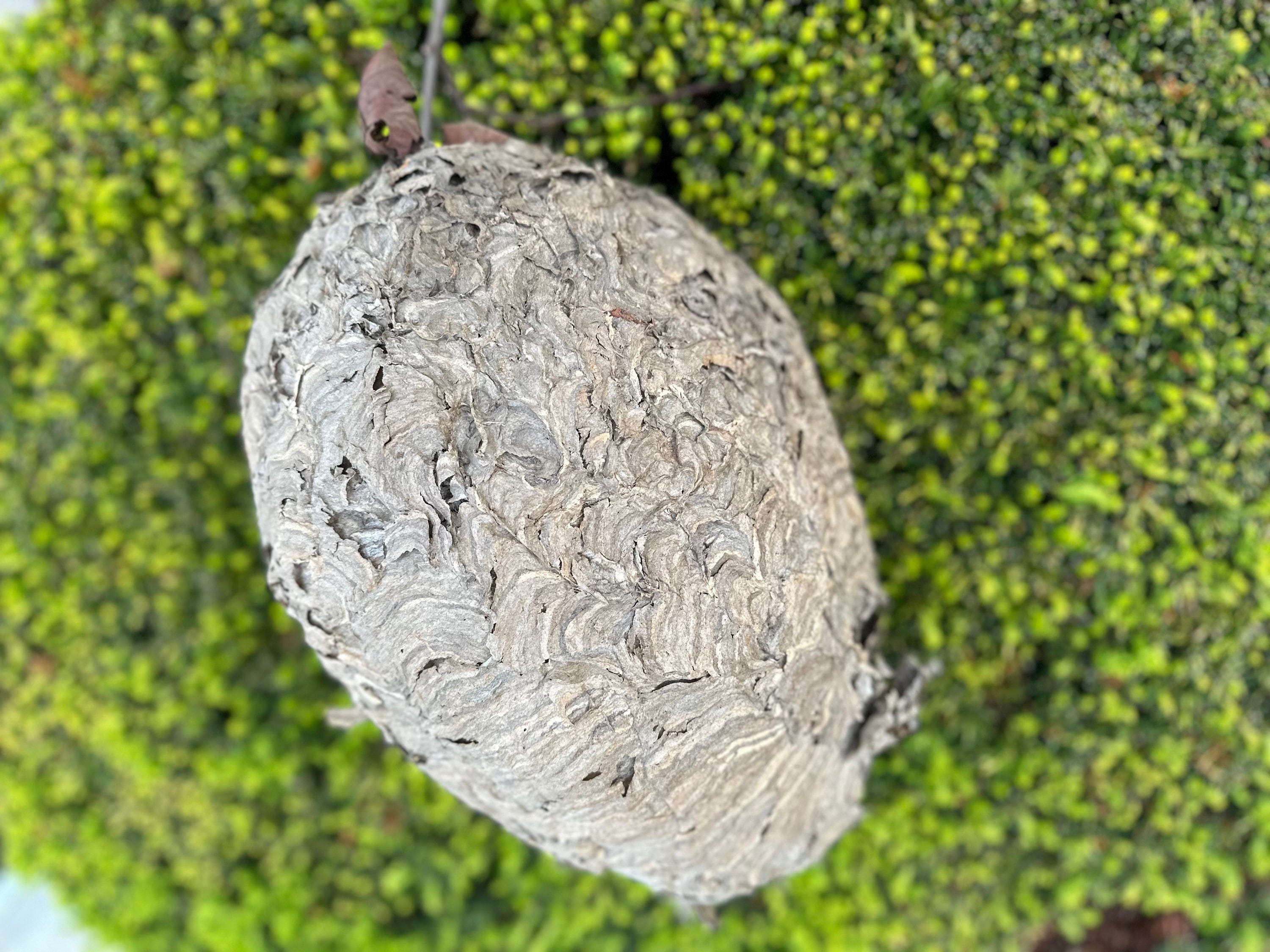 Paper Wasp Nest, Bee Hive in Great Condition, Approximately 13 Inches Tall by 9 Inches Wide and 9 Inches High