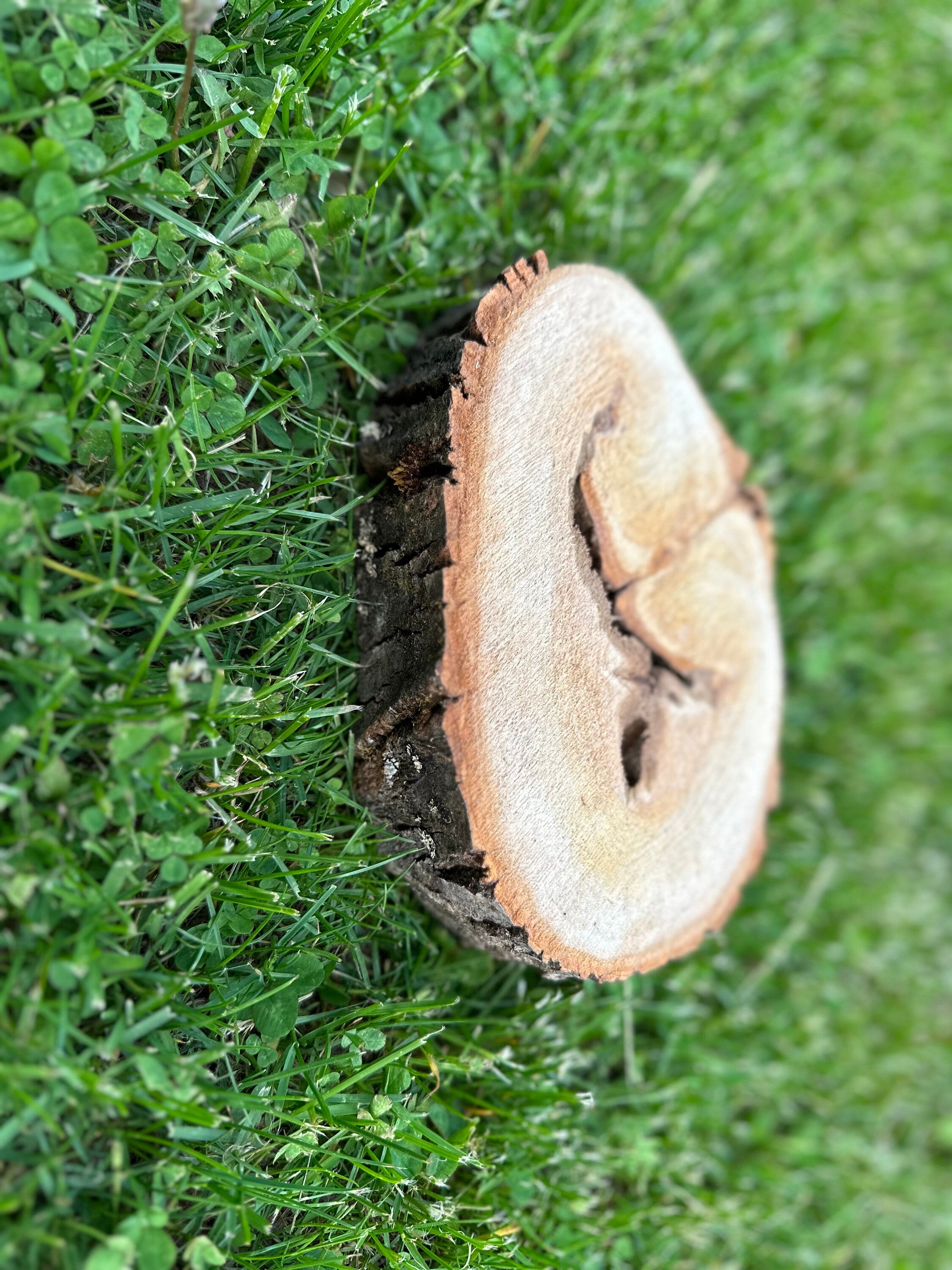 Aspen Wood Slice, Approximately 7.5 Inches Long by 5.5 Inches Wide and 2 Inches Thick