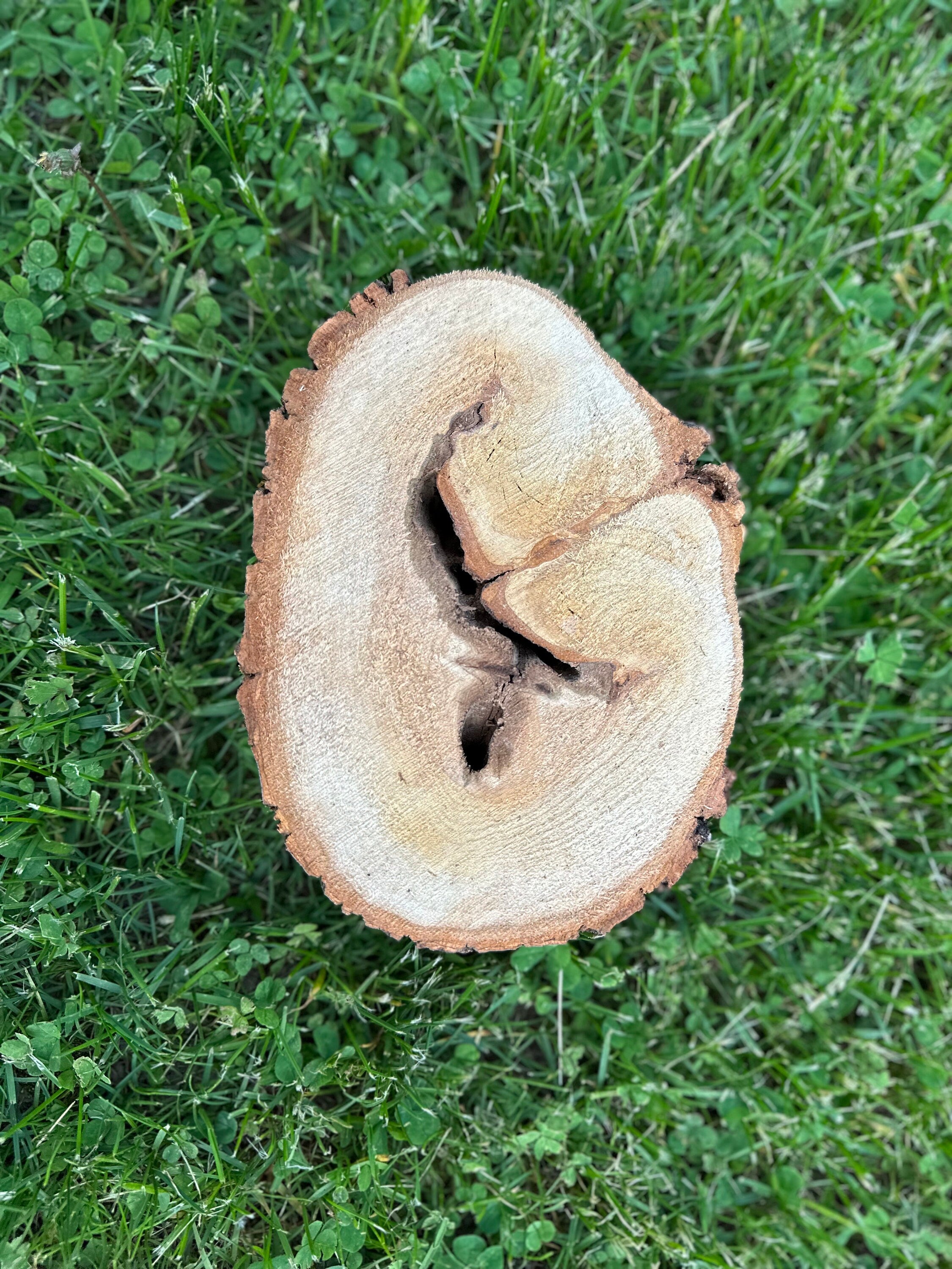 Aspen Wood Slice, Approximately 7.5 Inches Long by 5.5 Inches Wide and 2 Inches Thick