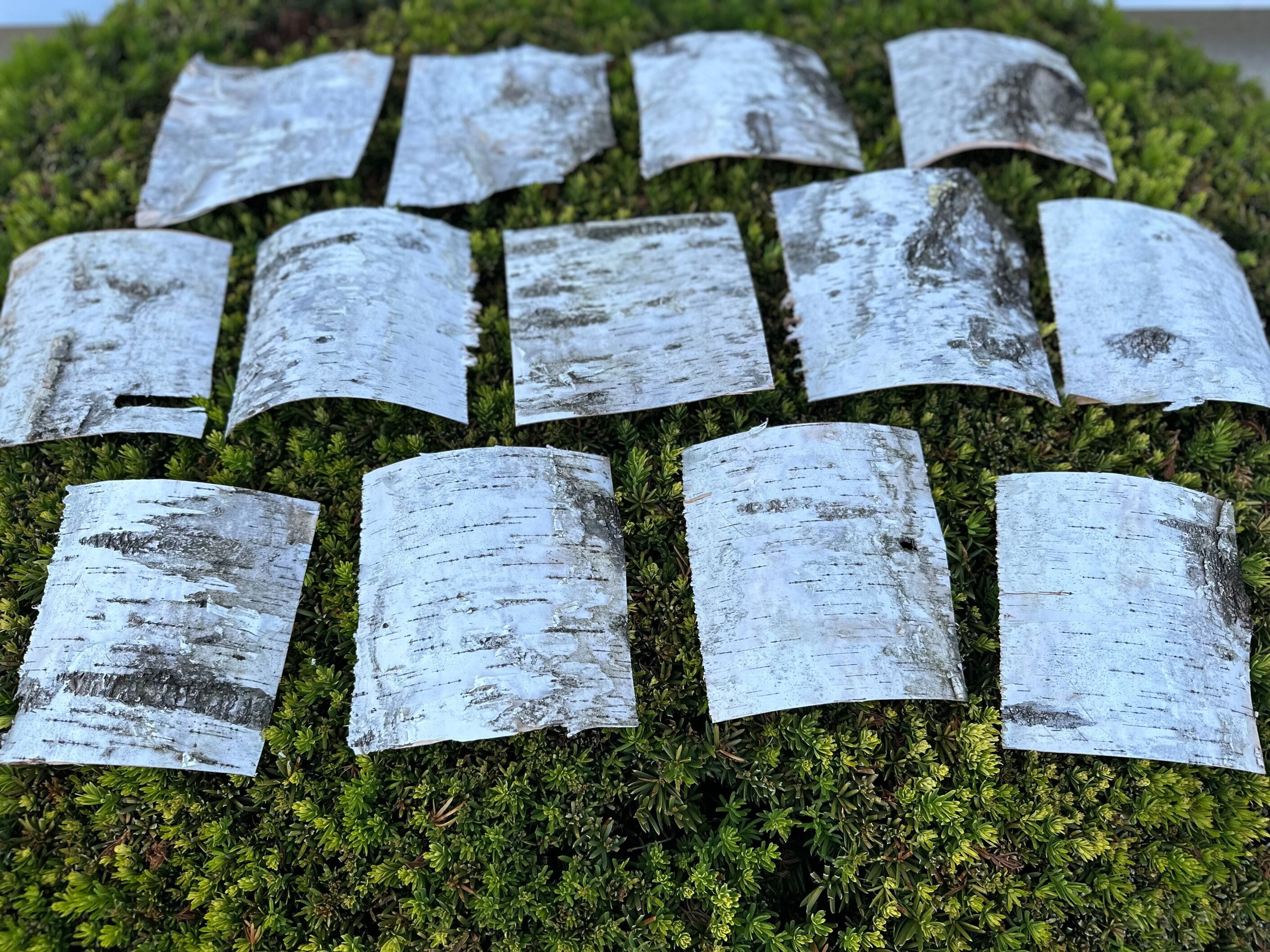 White Birch Bark Sheets, Square Pieces, Approximately 6 Inches Long by 6 Inches Wide