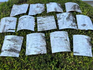 White Birch Bark Sheets, Square Pieces, Approximately 6 Inches Long by 6 Inches Wide