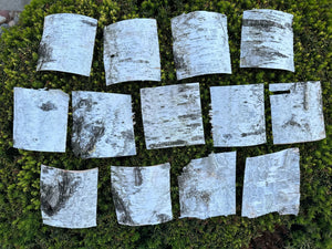 White Birch Bark Sheets, Square Pieces, Approximately 6 Inches Long by 6 Inches Wide