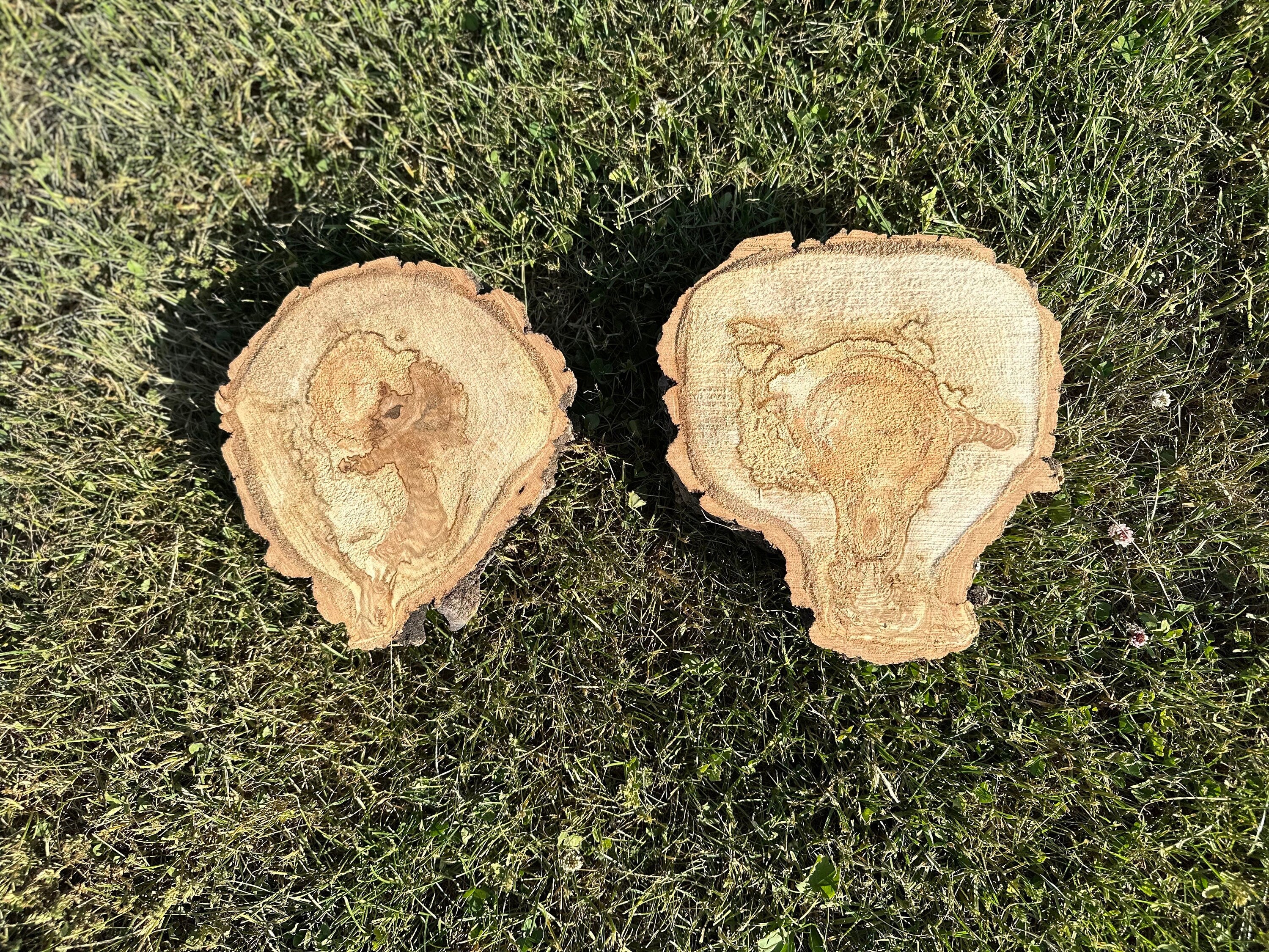 Aspen Wood Slices, Approximately 7-8 Inches Long by 7-8 Inches Wide and 2 Inches Thick