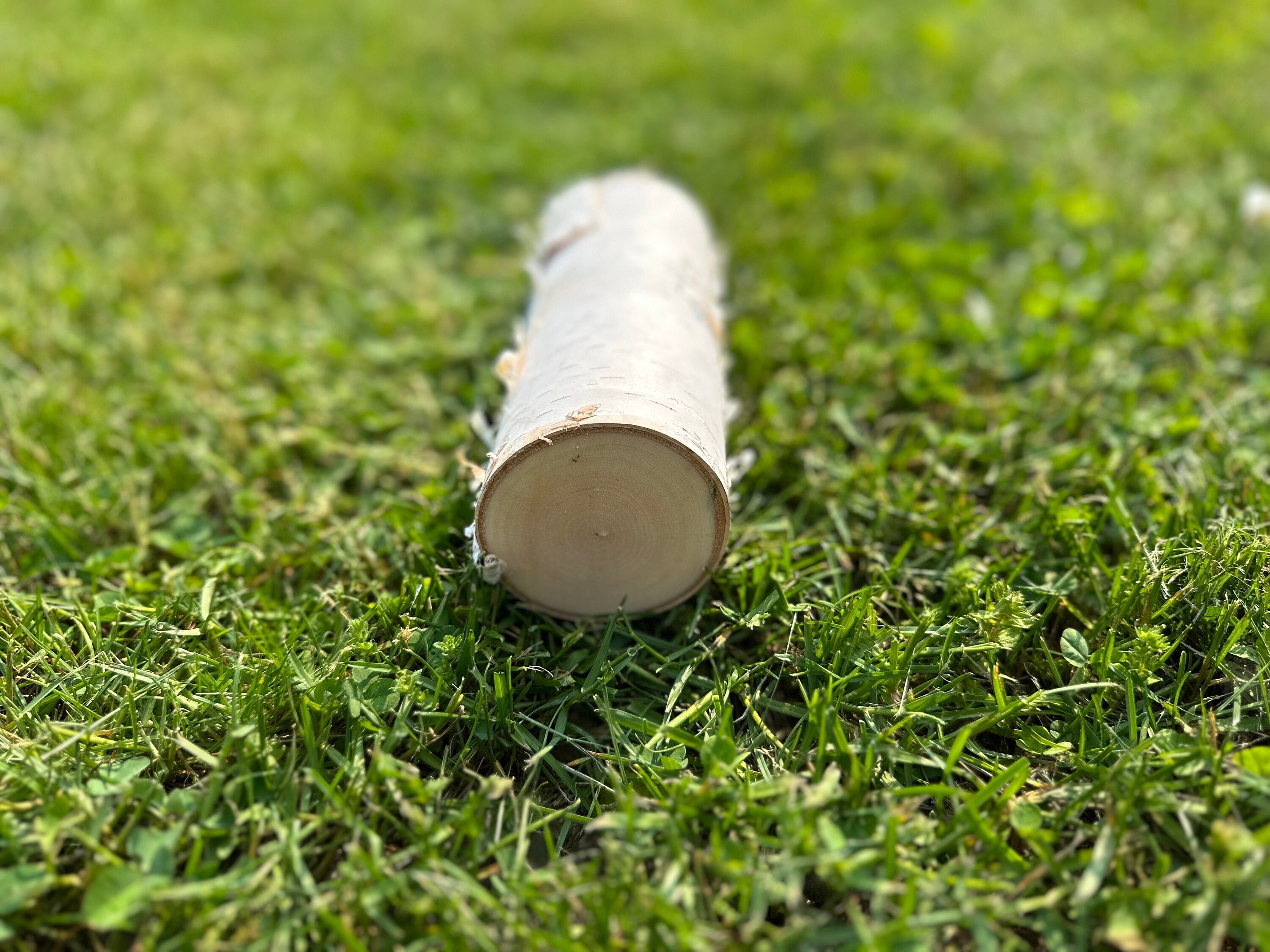 White Birch Log, Paper Birch, 6 Inches Long, Bundles Available