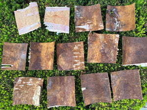 White Birch Bark Sheets, Square Pieces, Approximately 6 Inches Long by 6 Inches Wide