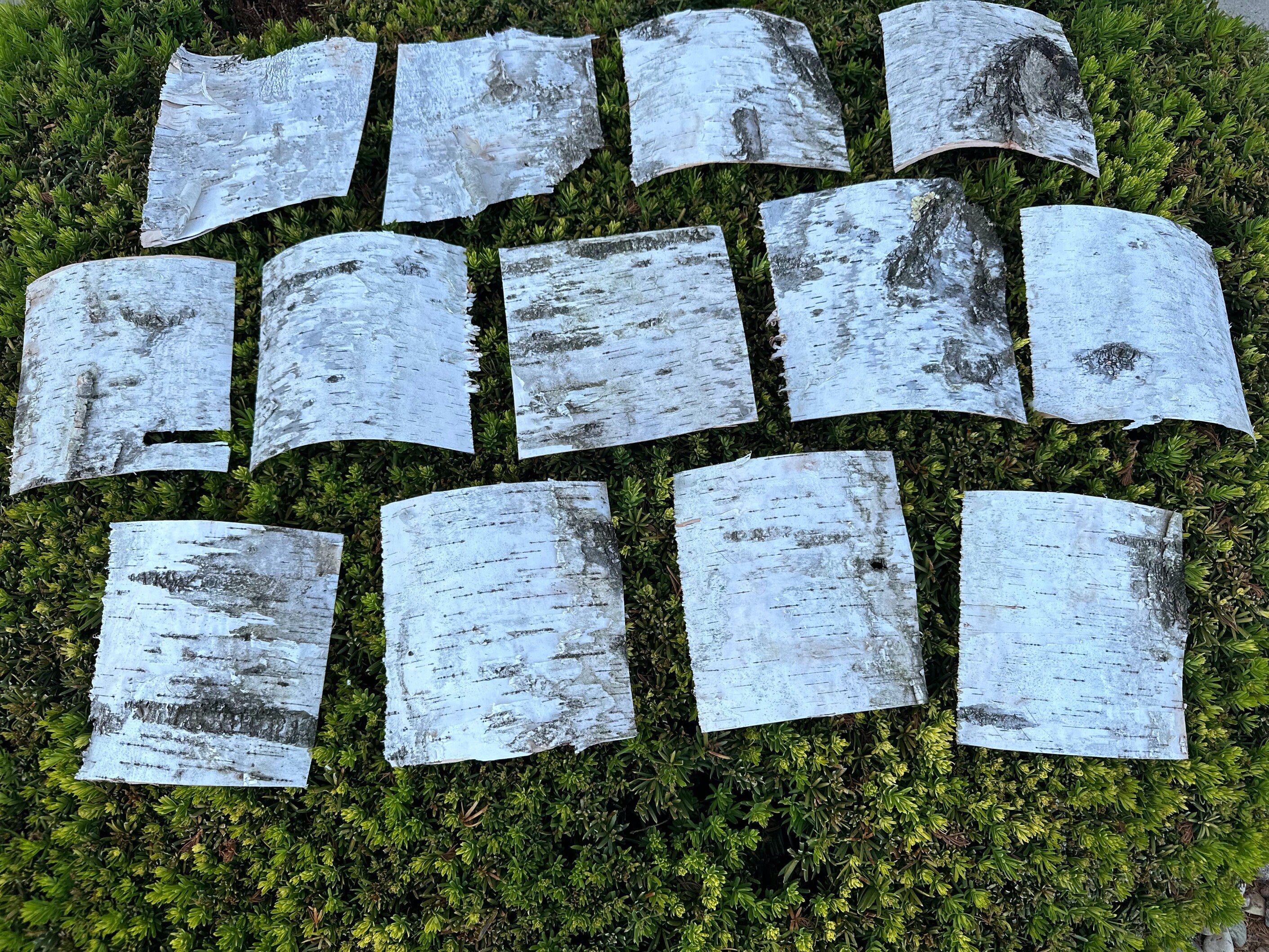 White Birch Bark Sheets, Square Pieces, Approximately 6 Inches Long by 6 Inches Wide