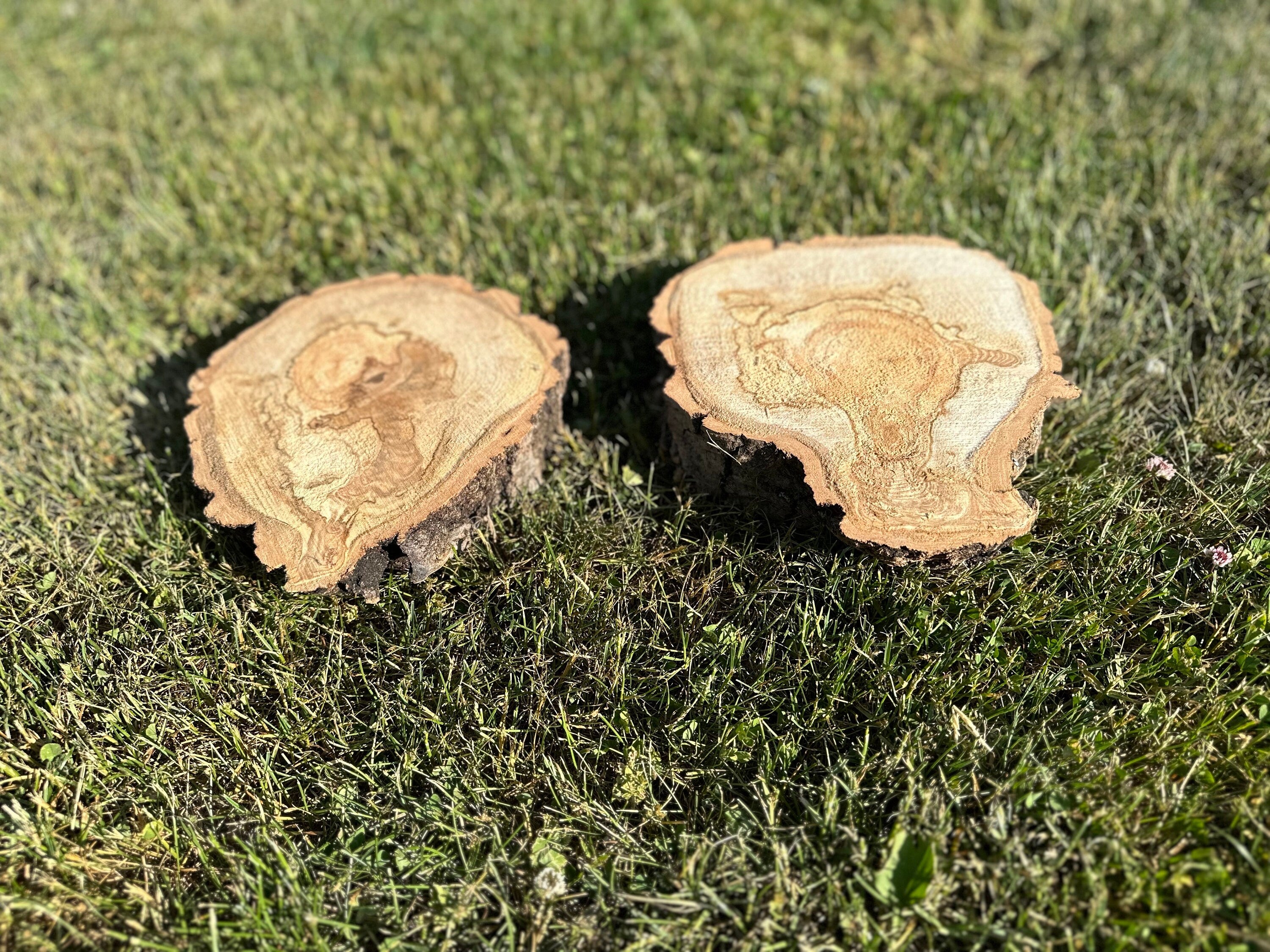 Aspen Wood Slices, Approximately 7-8 Inches Long by 7-8 Inches Wide and 2 Inches Thick