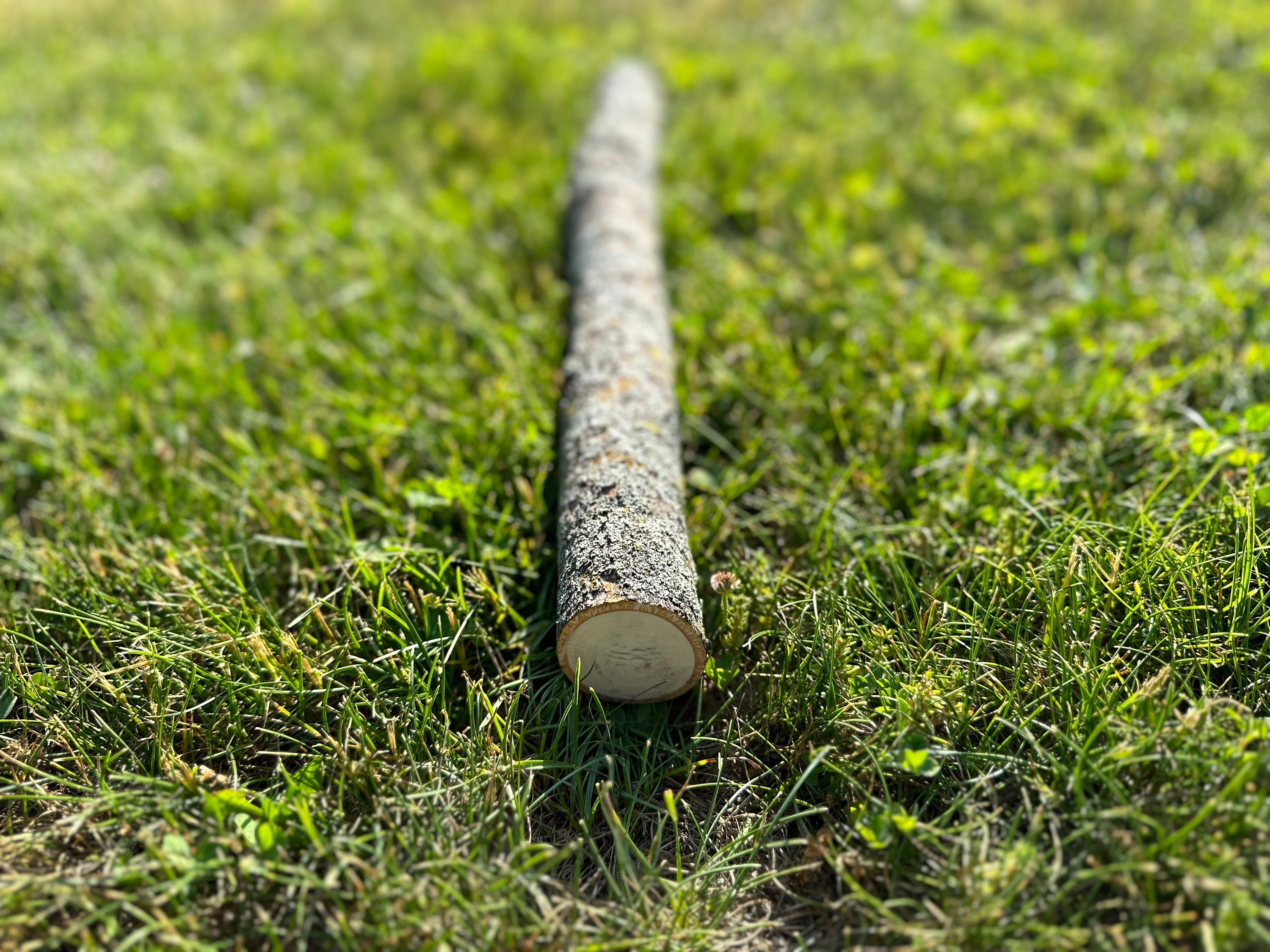 Basswood Log, American Linden, 20 Inches Long