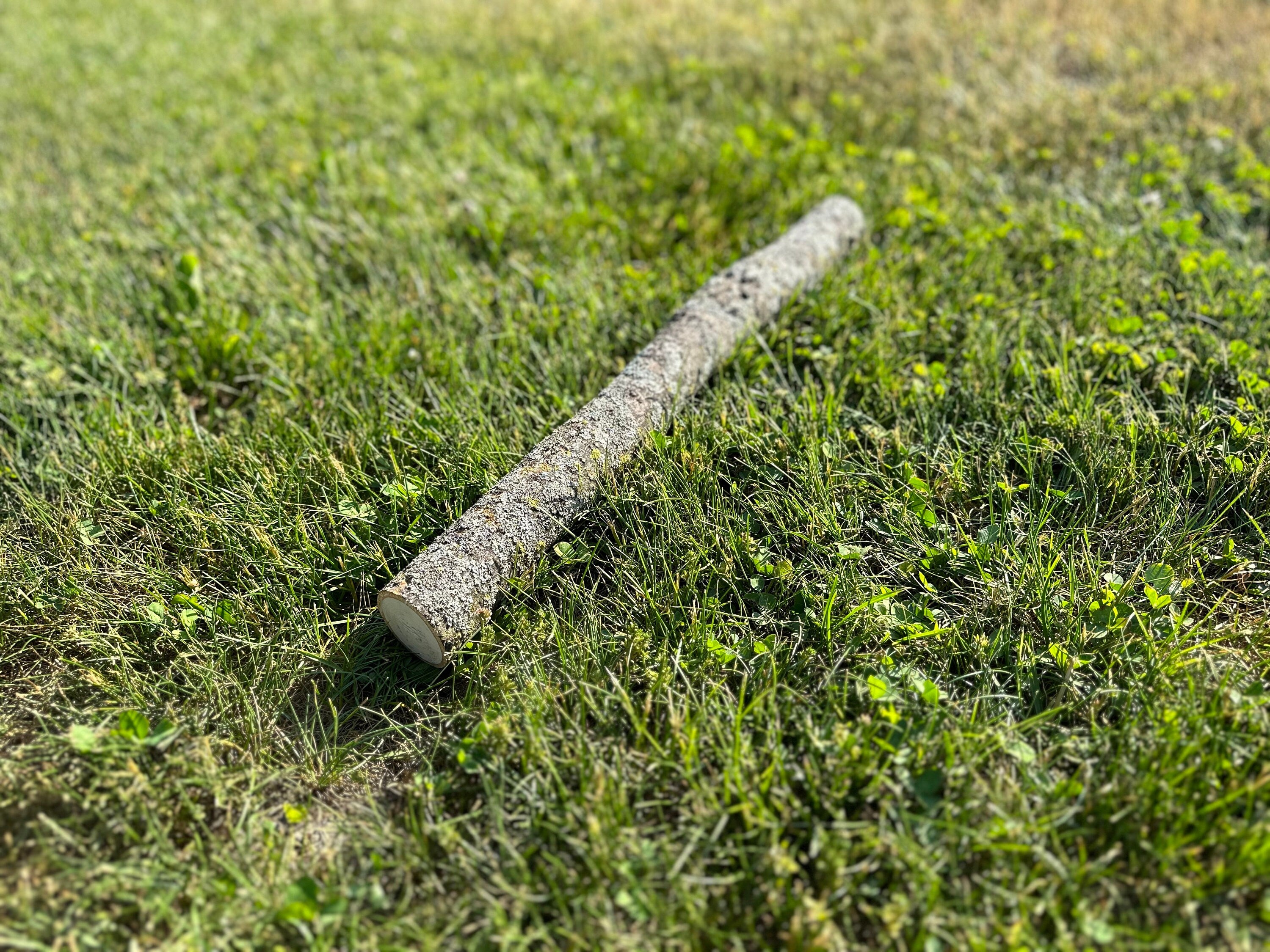 Basswood Log, American Linden, 20 Inches Long