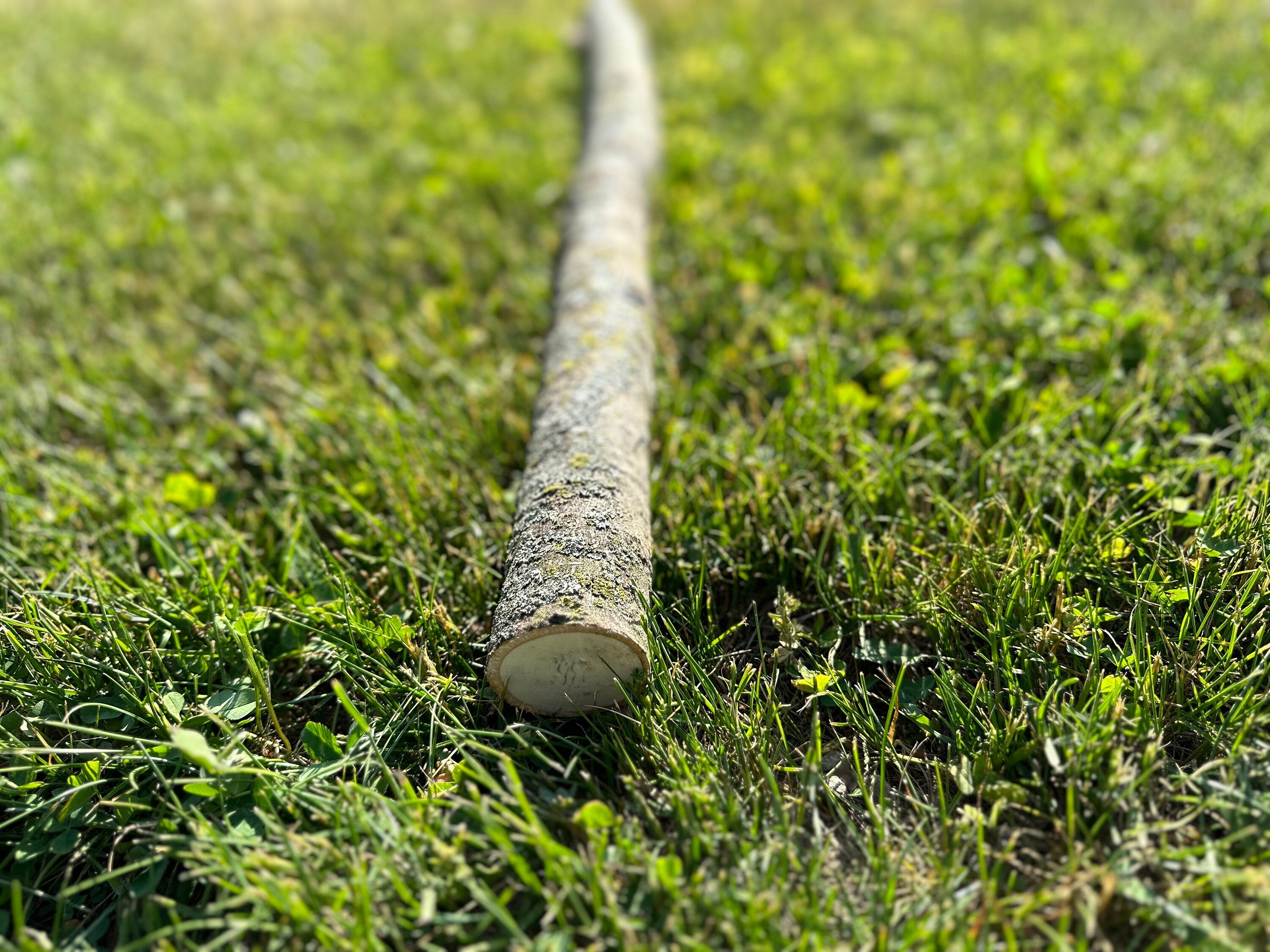 Basswood Log, American Linden, 30 Inches Long