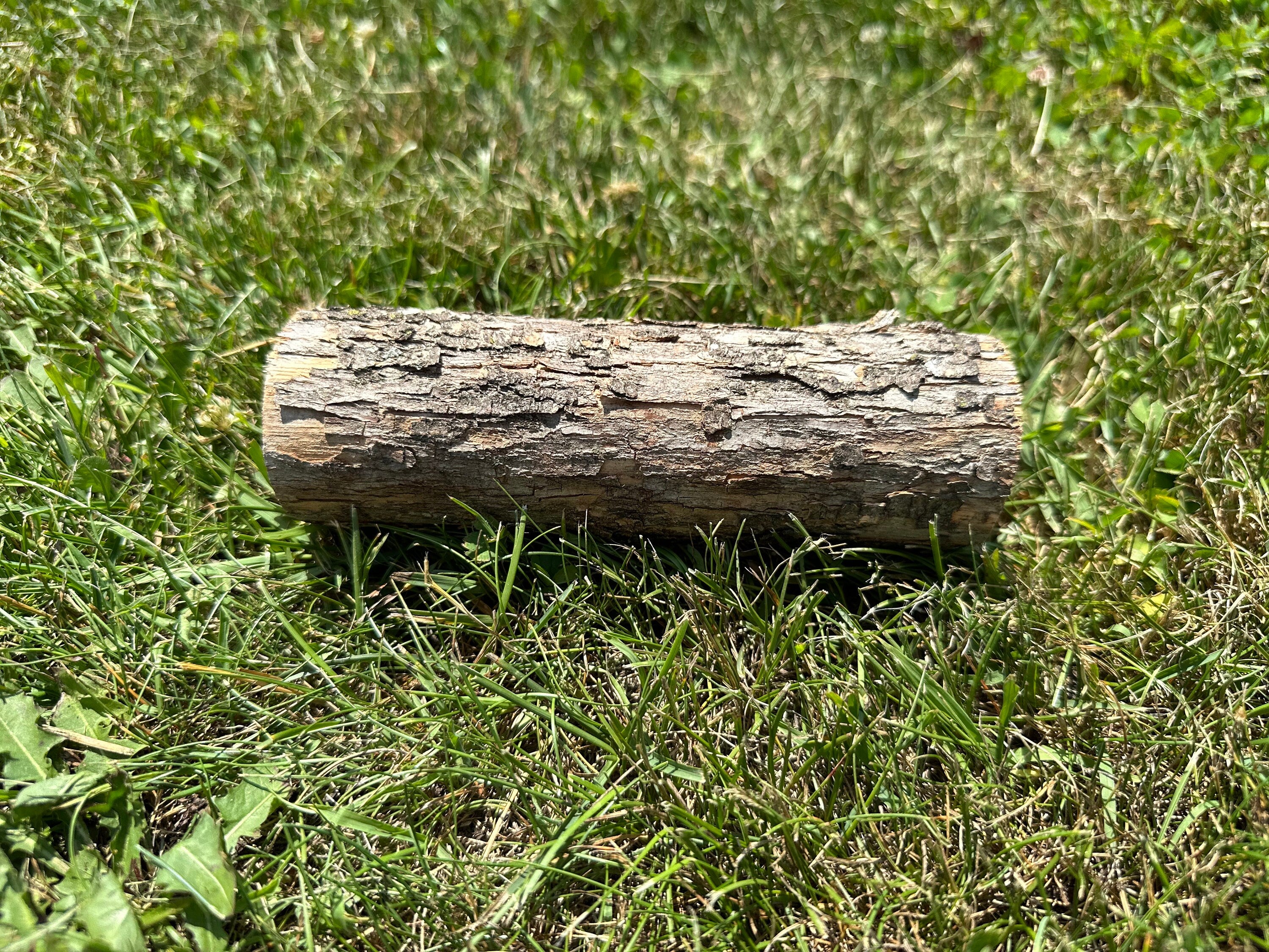 Ironwood Log, Hophornbeam, 6 Inches Long, Bundles Available
