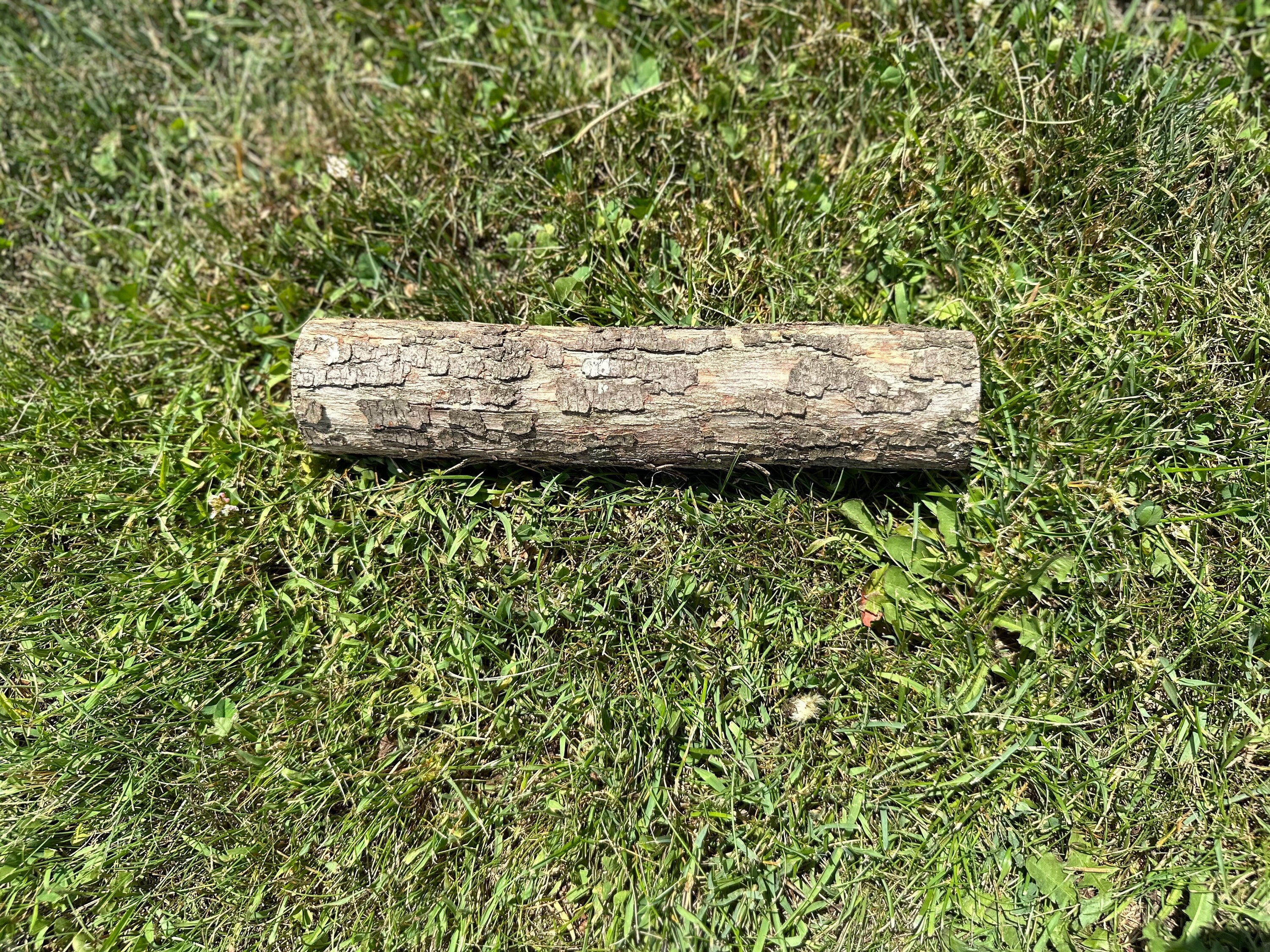 Ironwood Log, Hophornbeam, 9 Inches Long, Bundles Available