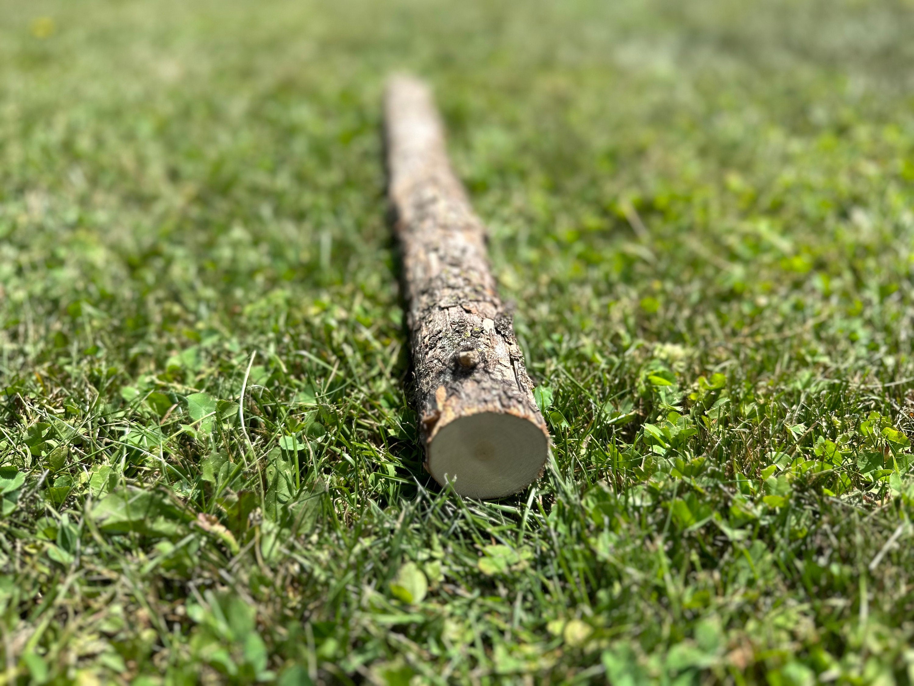 Ironwood Log, Hophornbeam, 24 Inches Long, Bundles Available