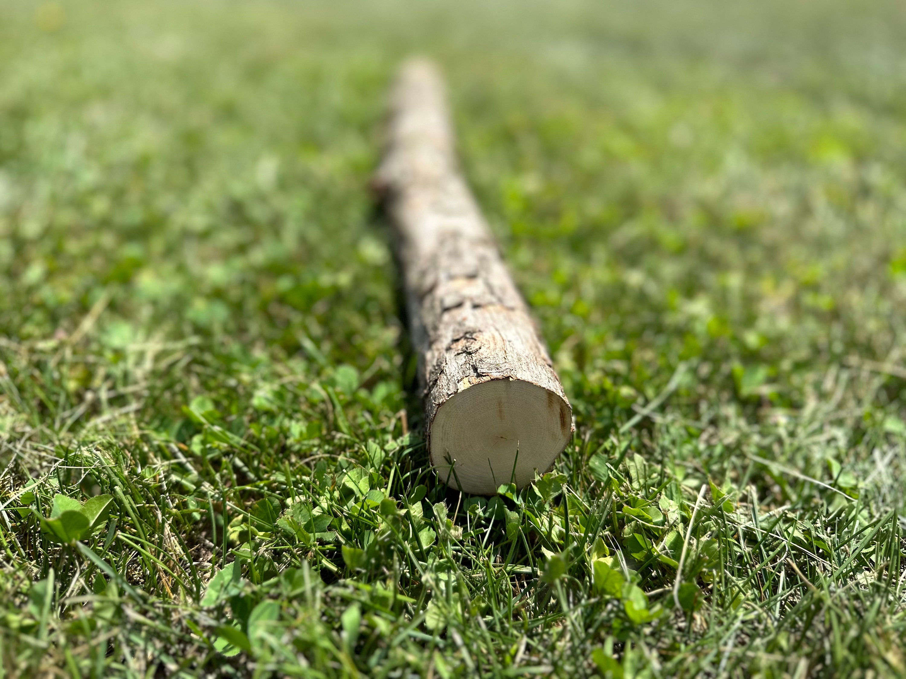 Ironwood Log, Walking Stick, Hophornbeam, 36 Inches Long