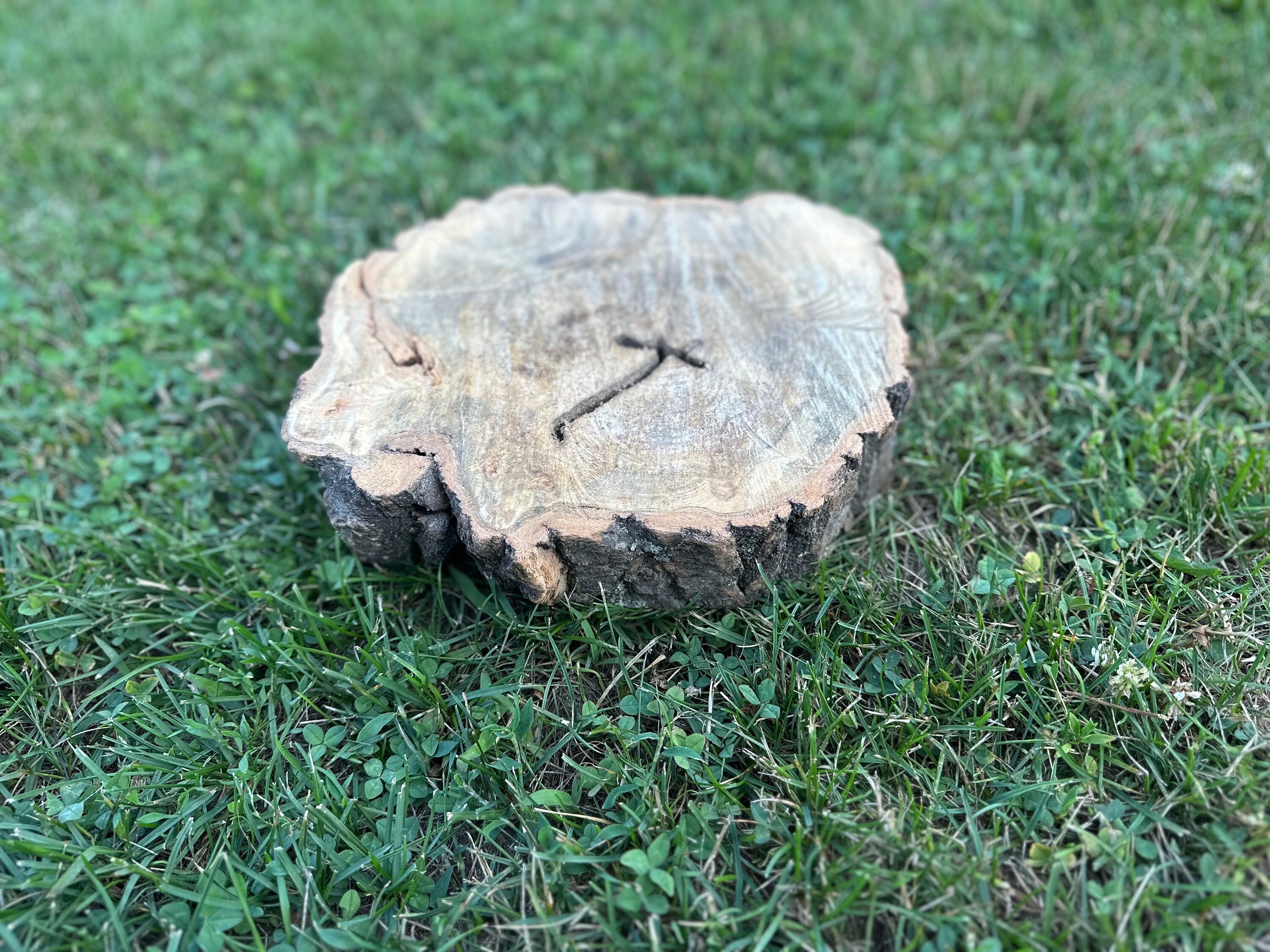 Aspen Burl Slice, Wood Slice with Cross, Slanted, Approximately 11.5 Inches Long by 9.5 Inches Wide and 2.5 Inches Thick