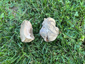 Polypores, Conks, Two Count, Approximately 2-2.5 Inches Long by 1.5-2 Inches Wide and 1-2 Inches Thick