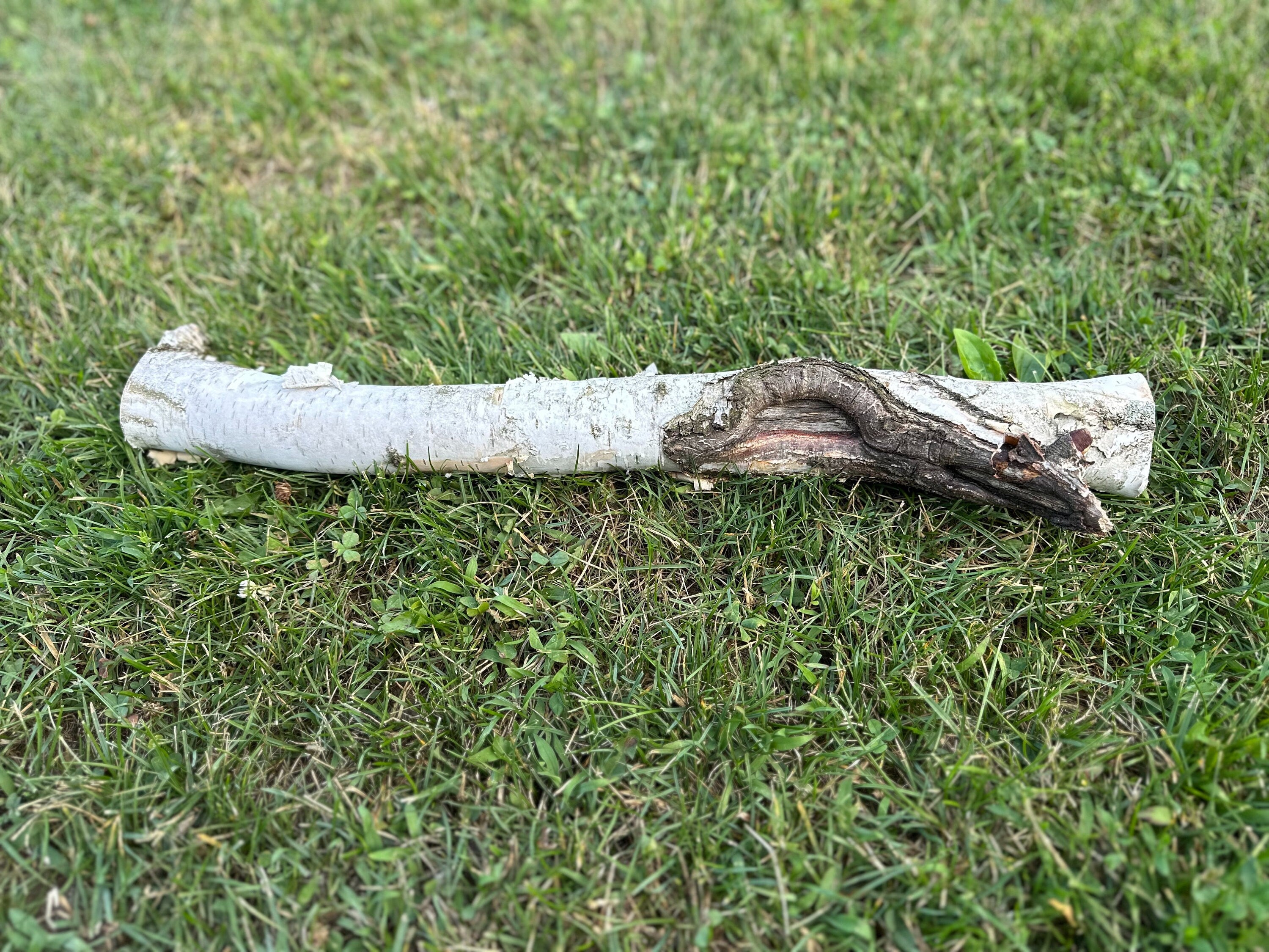 White Birch Log with Knot Hole, Paper Birch, 20.5 Inches Long by 4 Inches Wide and 1.5 Inches Tall