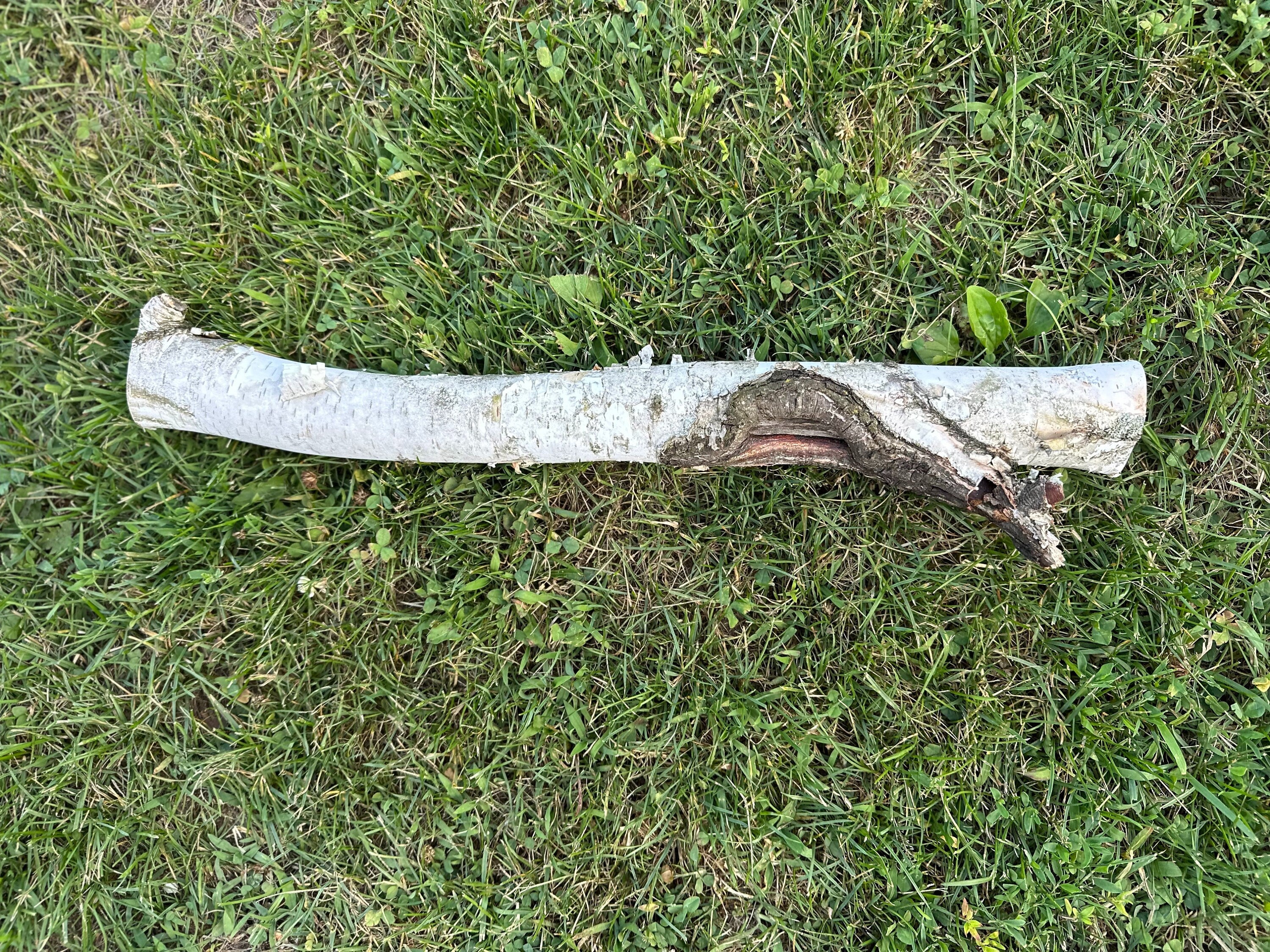 White Birch Log with Knot Hole, Paper Birch, 20.5 Inches Long by 4 Inches Wide and 1.5 Inches Tall