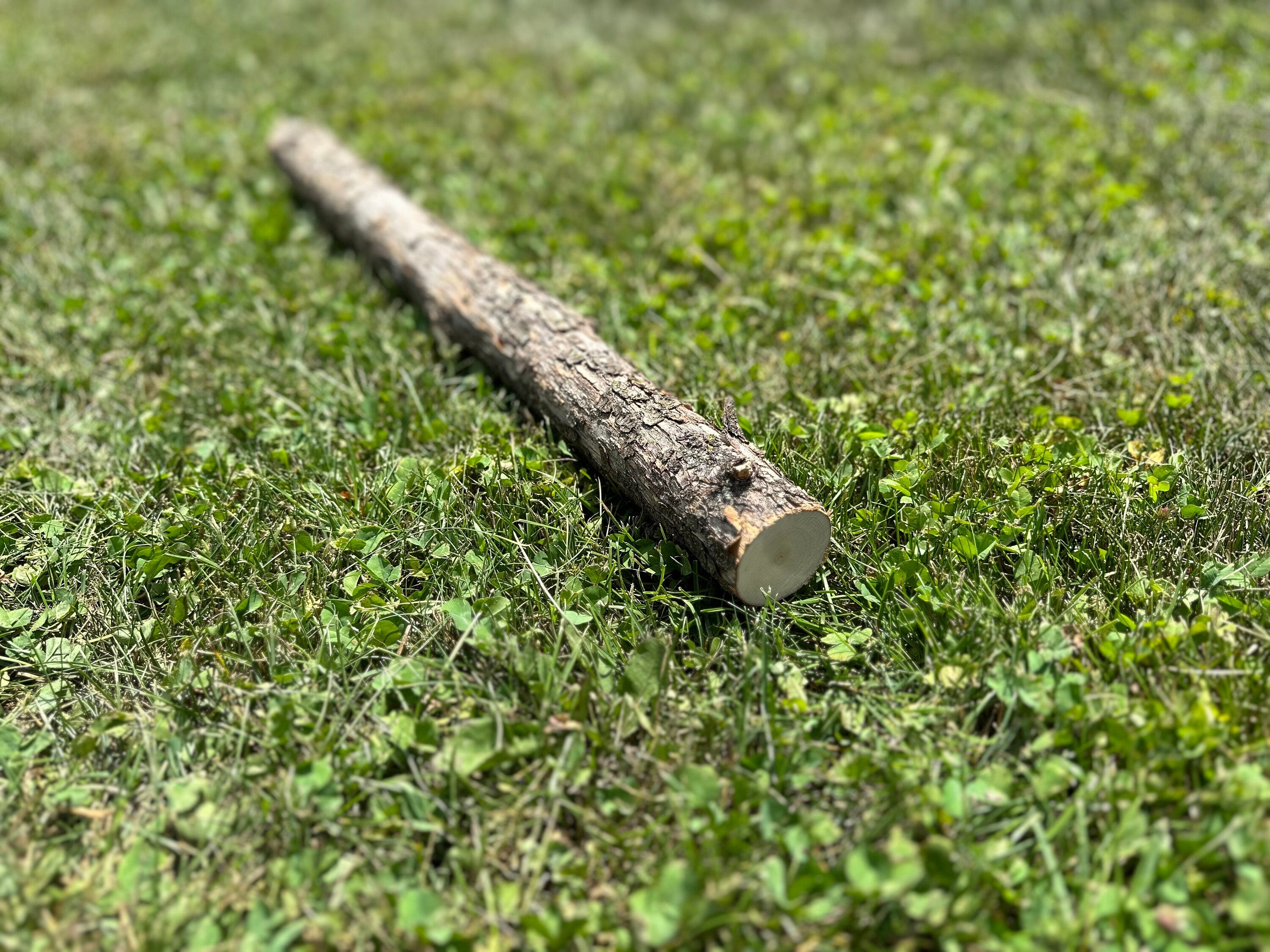 Ironwood Log, Hophornbeam, 24 Inches Long, Bundles Available
