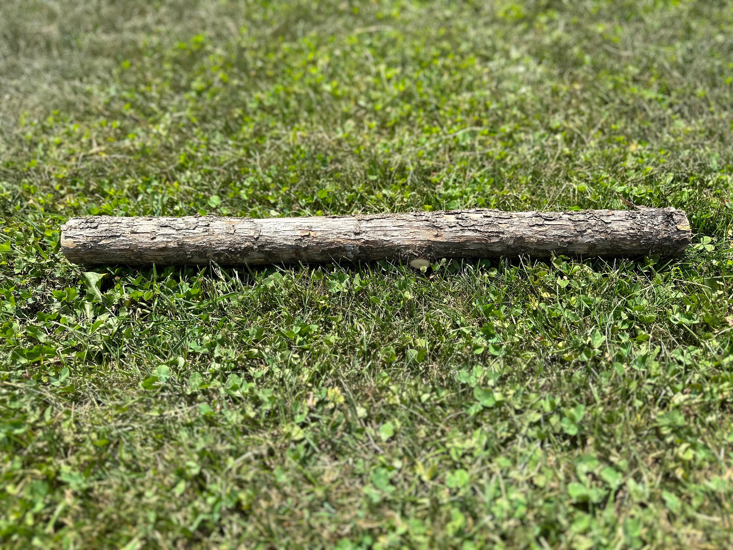 Ironwood Log, Hophornbeam, 24 Inches Long, Bundles Available