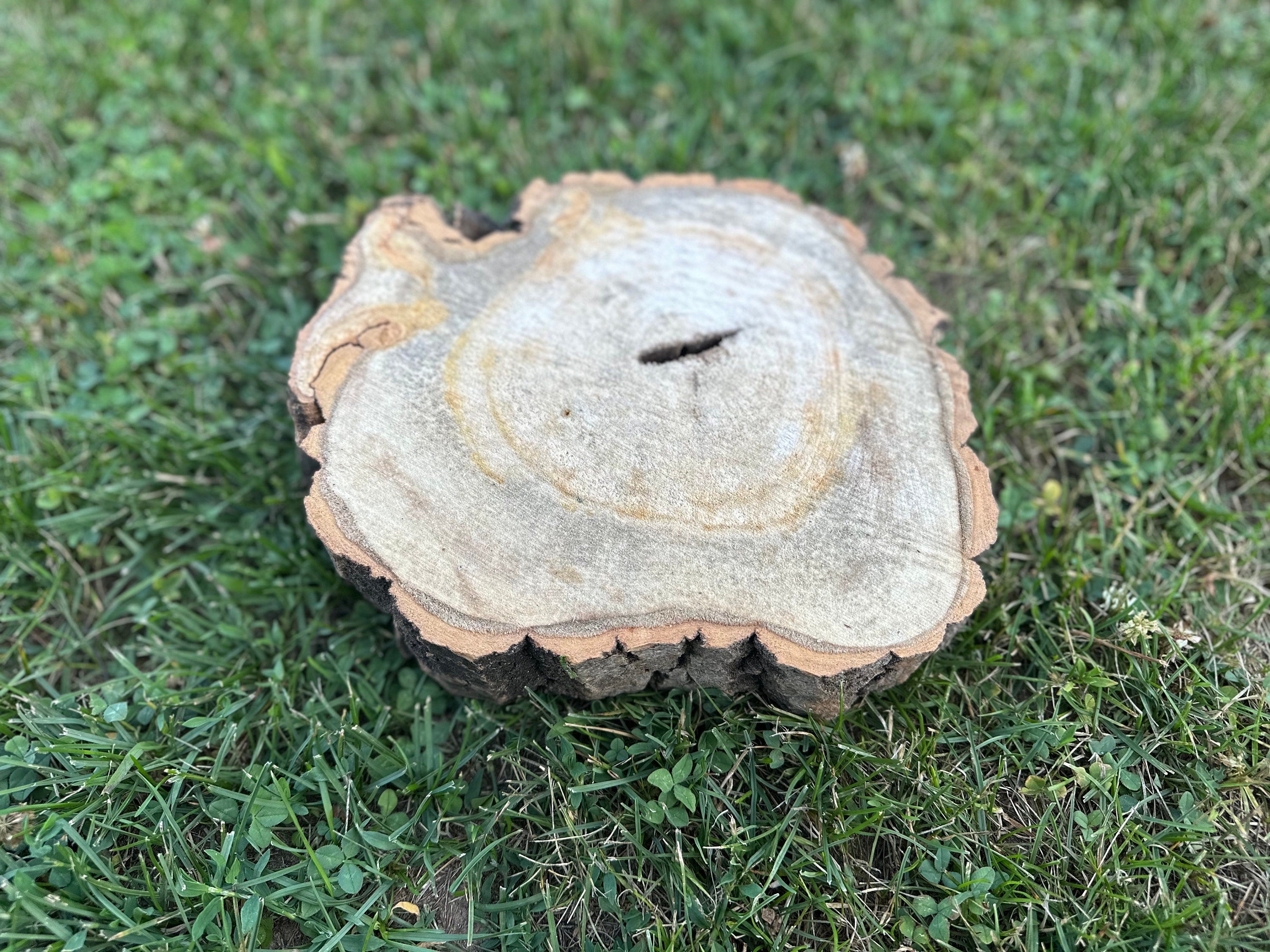 Aspen Burl Slice, Wood Slice with Cross, Slanted, Approximately 11.5 Inches Long by 9.5 Inches Wide and 2.5 Inches Thick