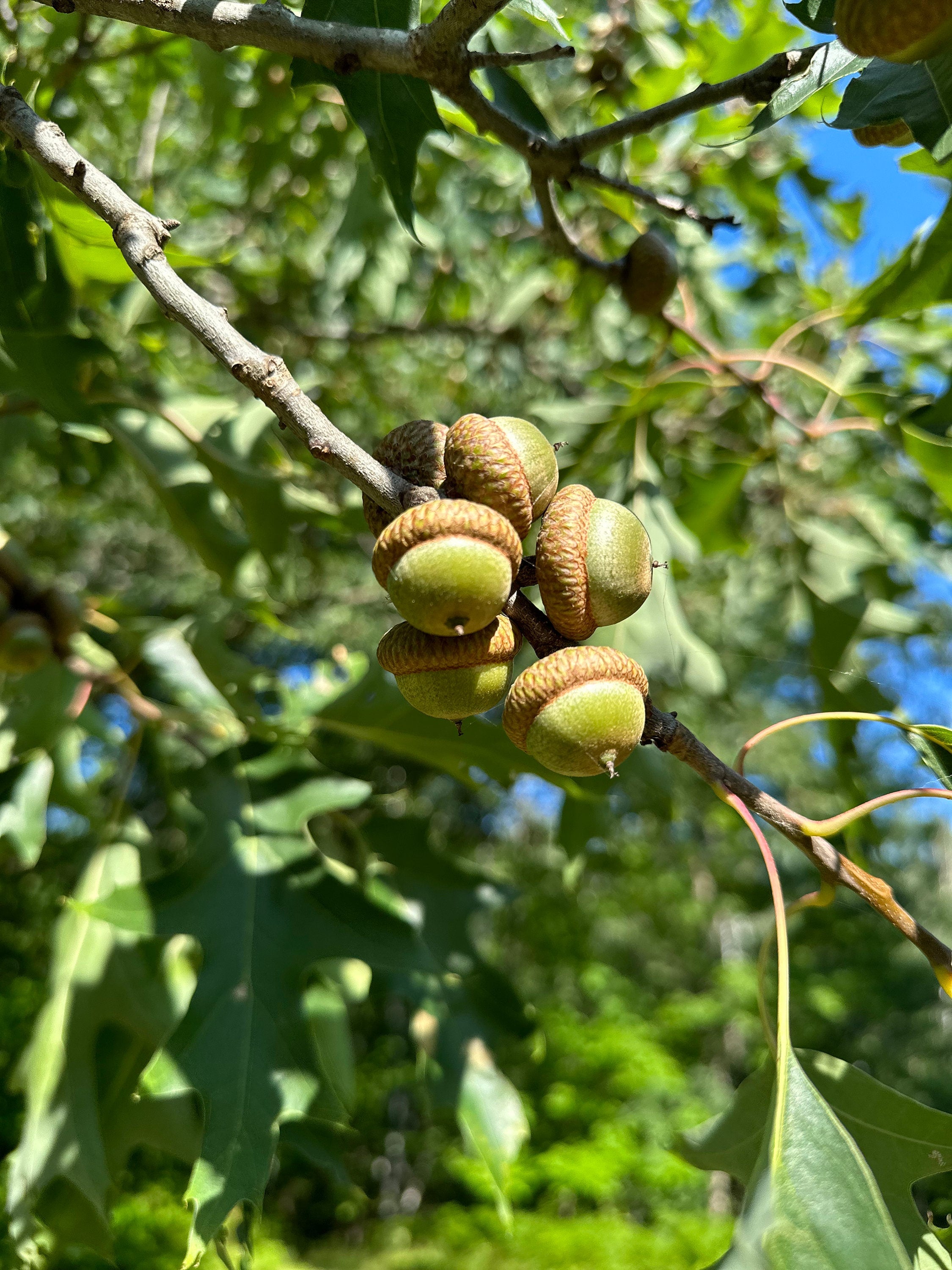 Acorns, Red Oak, Young and Green in Color, Limited Time Available, 100 Count