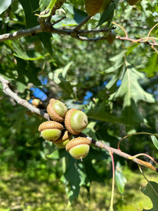 Acorns, Red Oak, Young and Green in Color, Limited Time Available, 100 Count