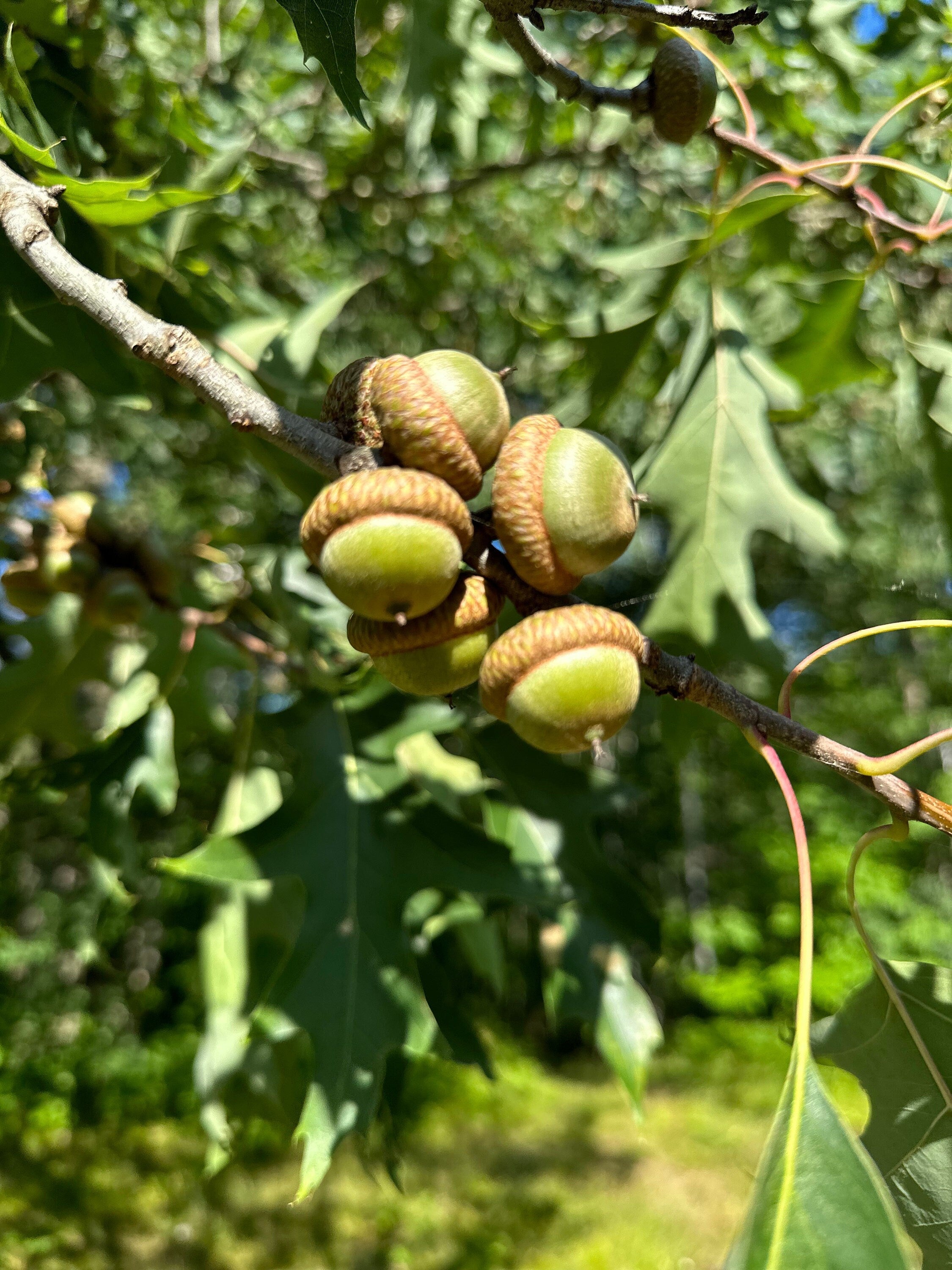 Acorns, Red Oak, Young and Green in Color, Limited Time Available, 100 Count