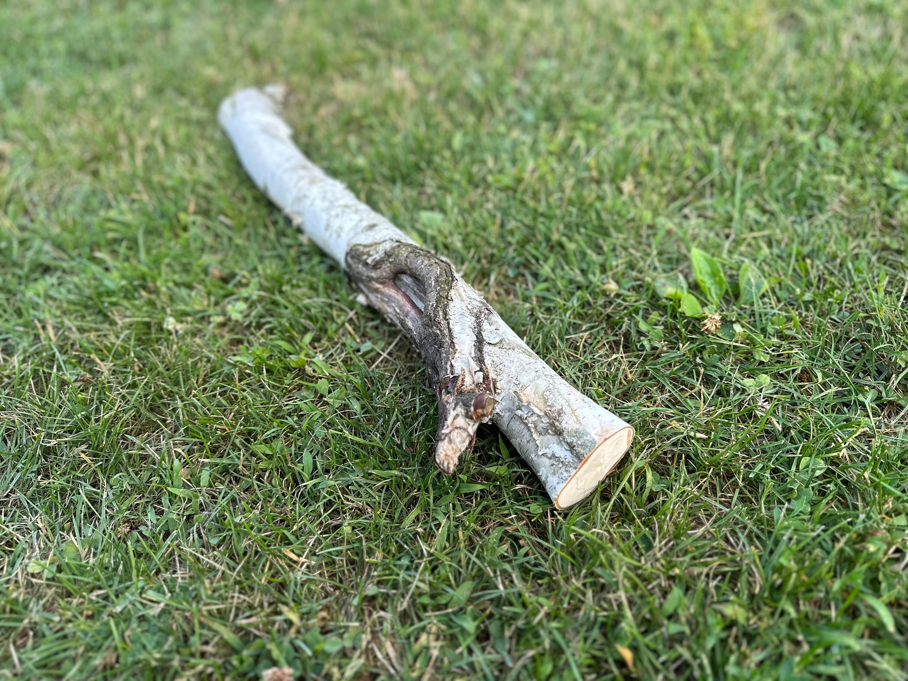 White Birch Log with Knot Hole, Paper Birch, 20.5 Inches Long by 4 Inches Wide and 1.5 Inches Tall