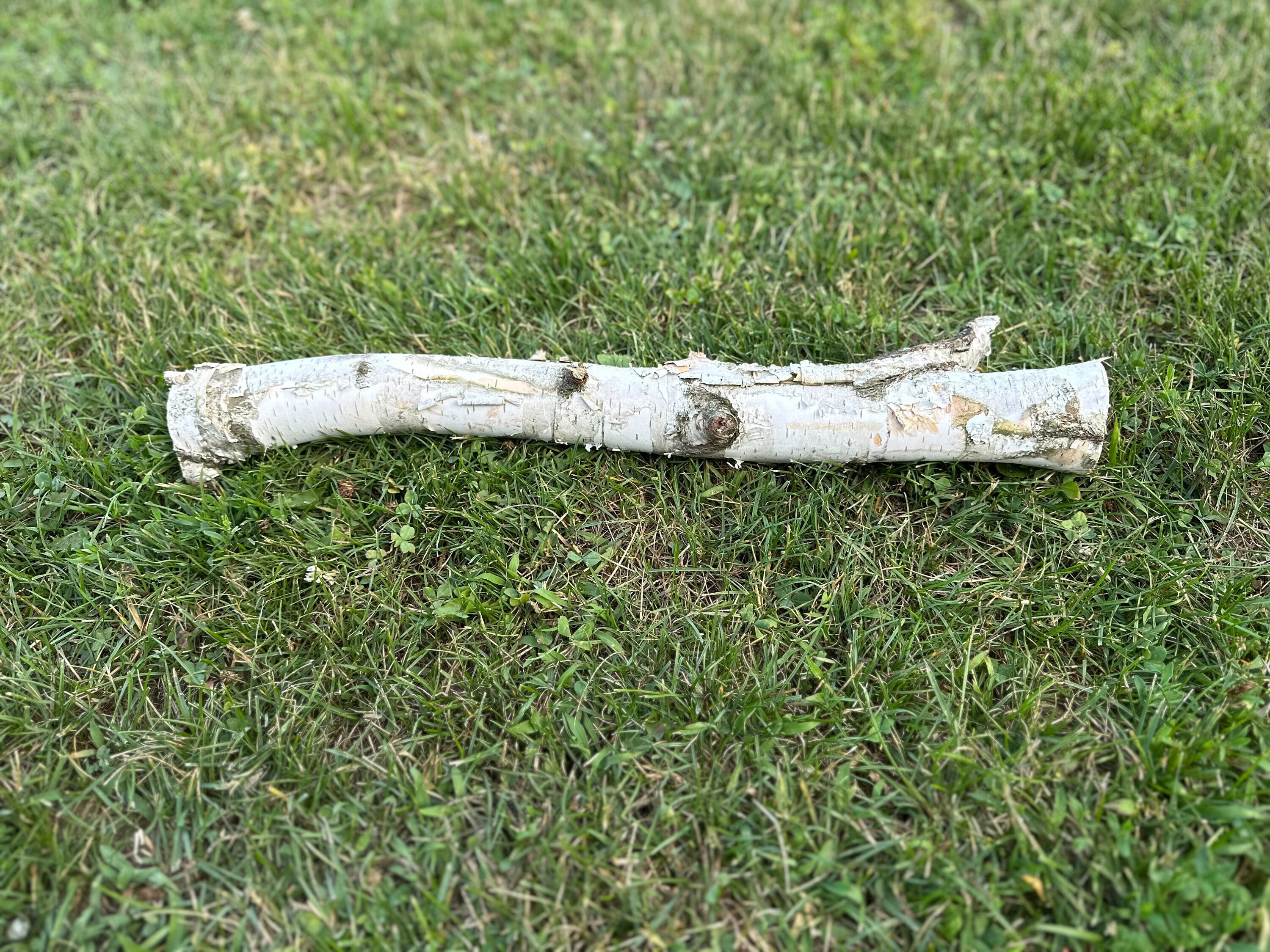 White Birch Log with Knot Hole, Paper Birch, 20.5 Inches Long by 4 Inches Wide and 1.5 Inches Tall