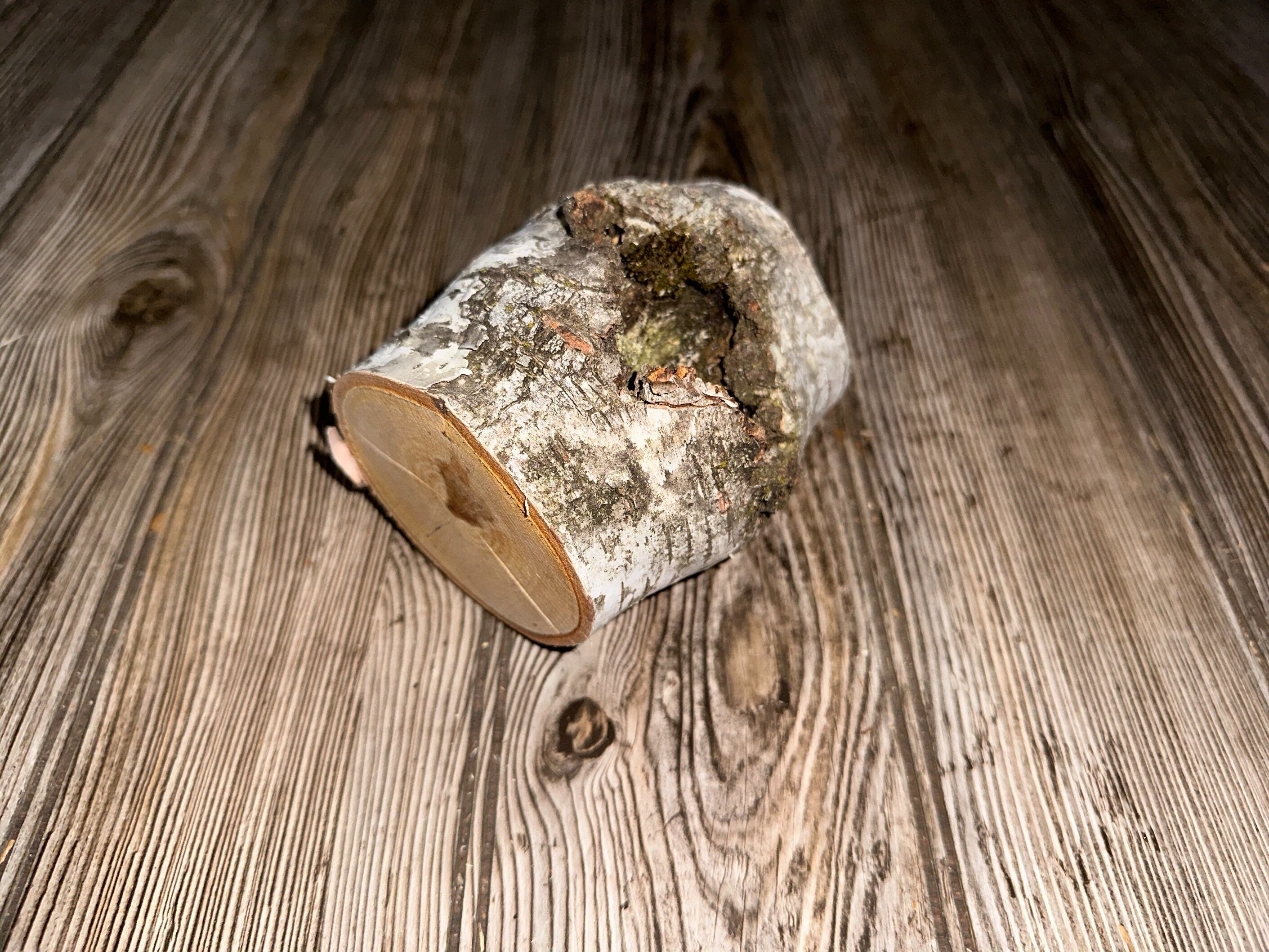 White Birch Log with Knot Hole, Paper Birch, 4.5 Inches Long by 3.5 Inches Wide and 3 Inches Tall