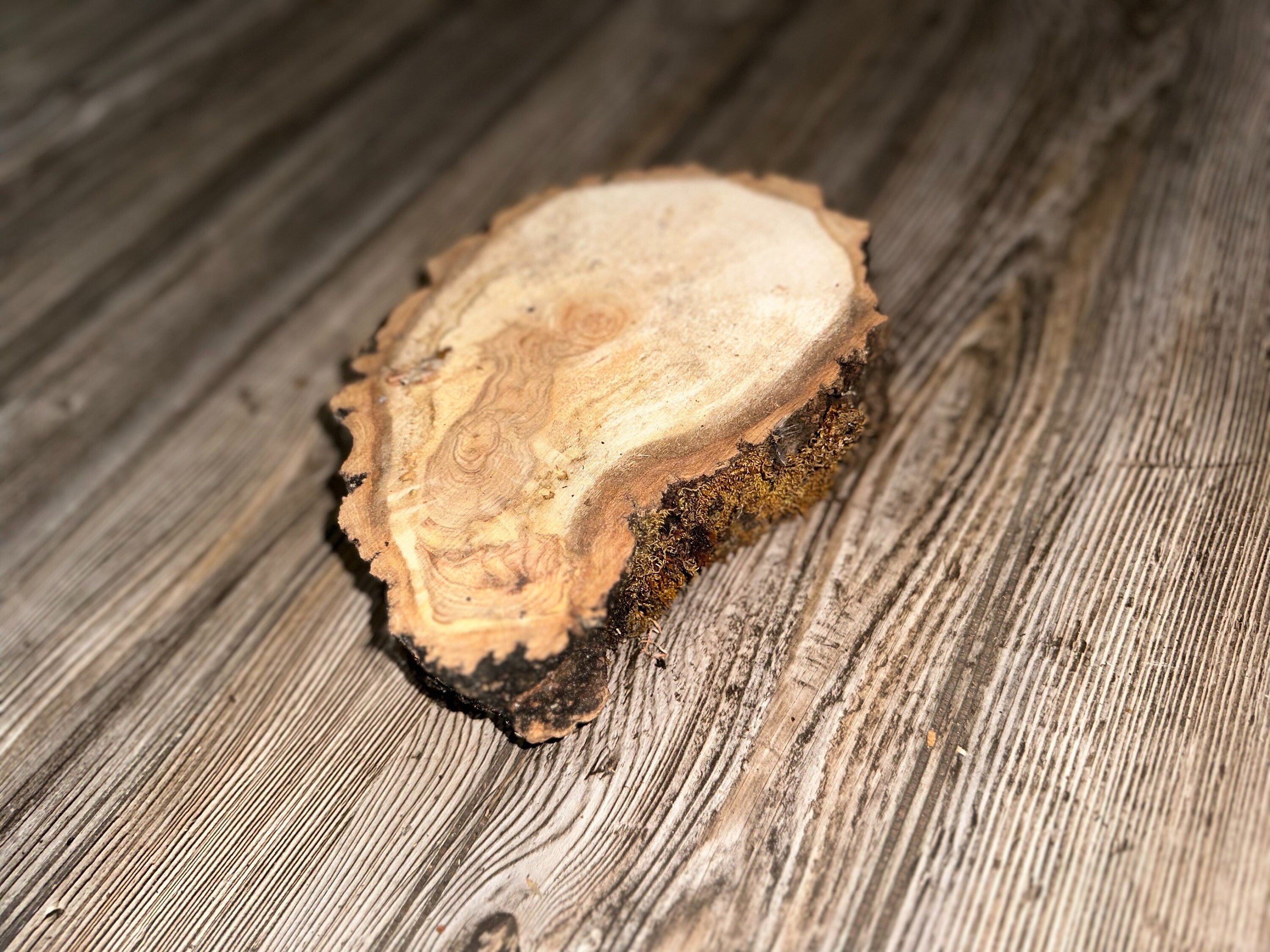 Drumstick Shaped Aspen Burl Slice With Moss, Approximately 8.5 Inches Long by 6 Inches Wide and 2 Inches Thick