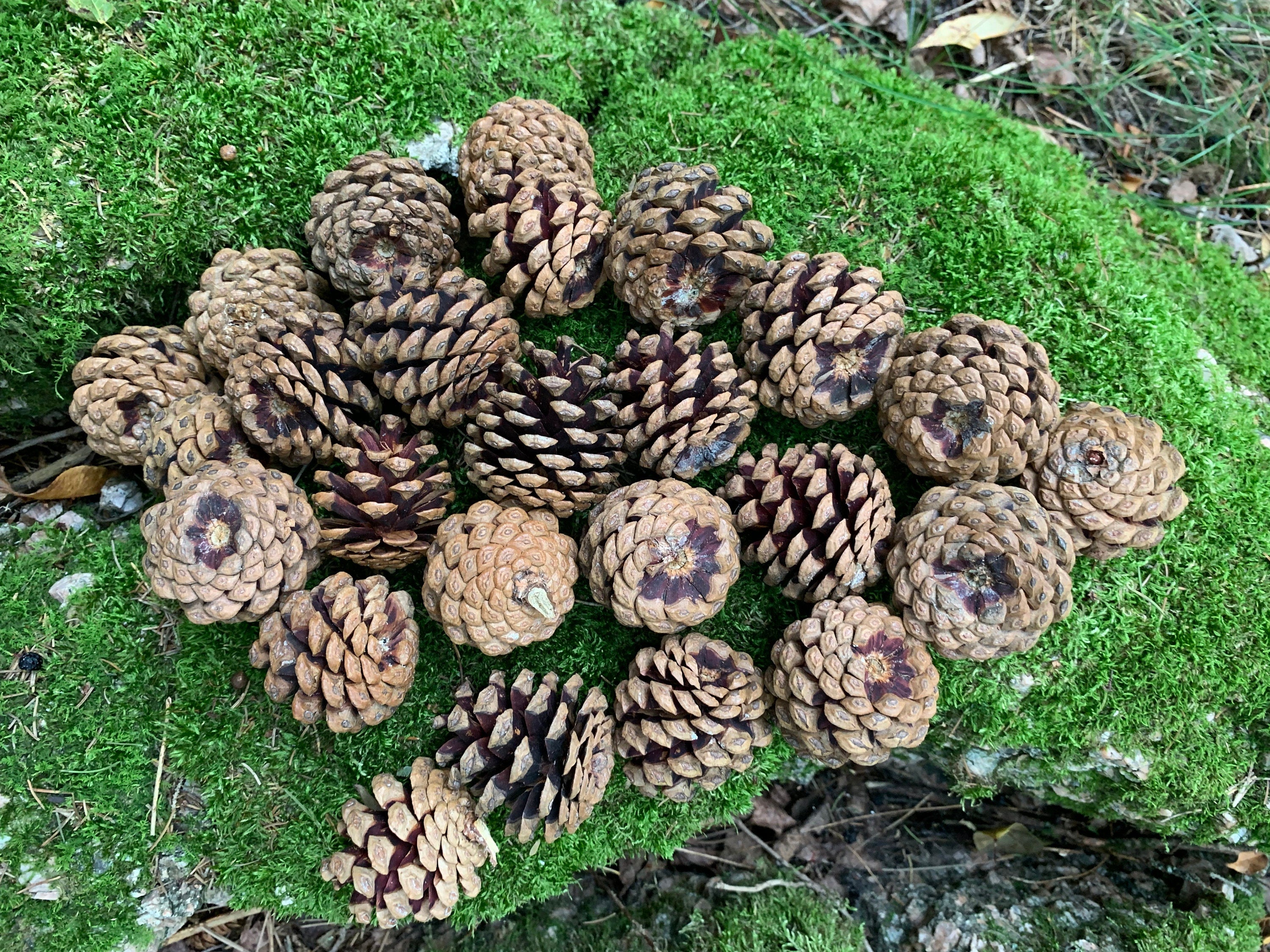 Pine Cones, Red Pine, Larger, 25 Count