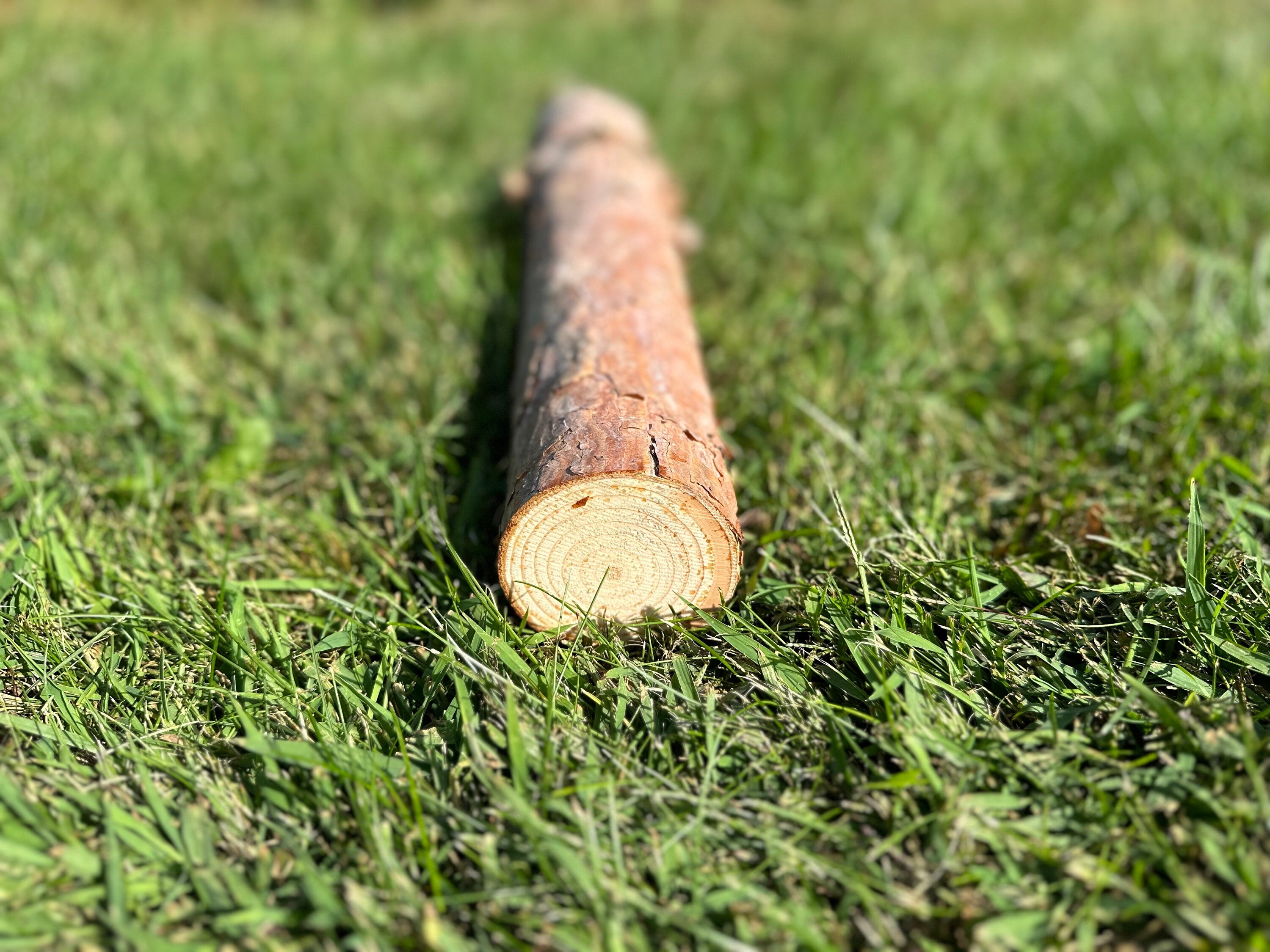 Red Pine Log, 16 Inches Long, Choose Diameter, Norway Pine