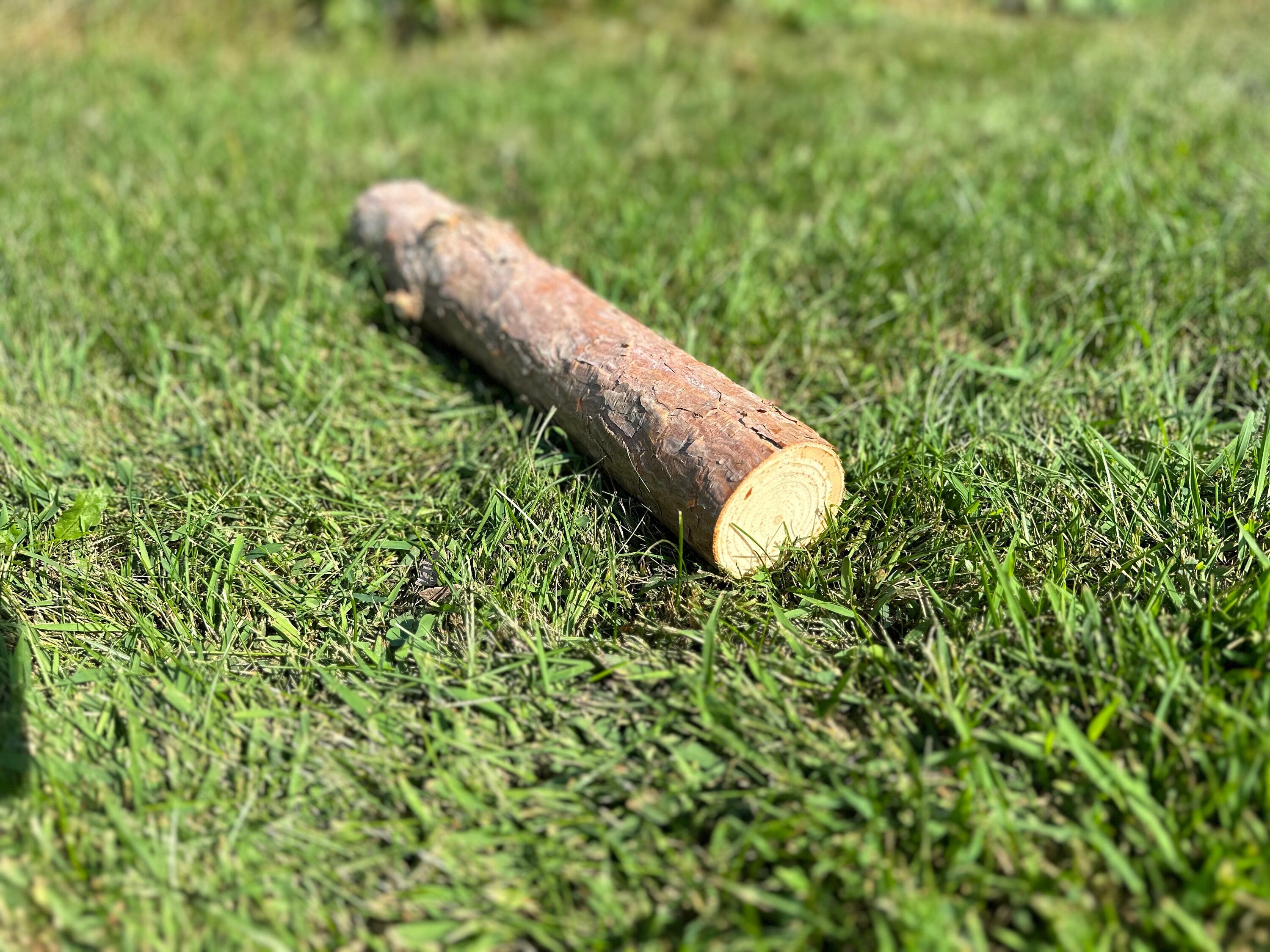 Red Pine Log, 16 Inches Long, Choose Diameter, Norway Pine