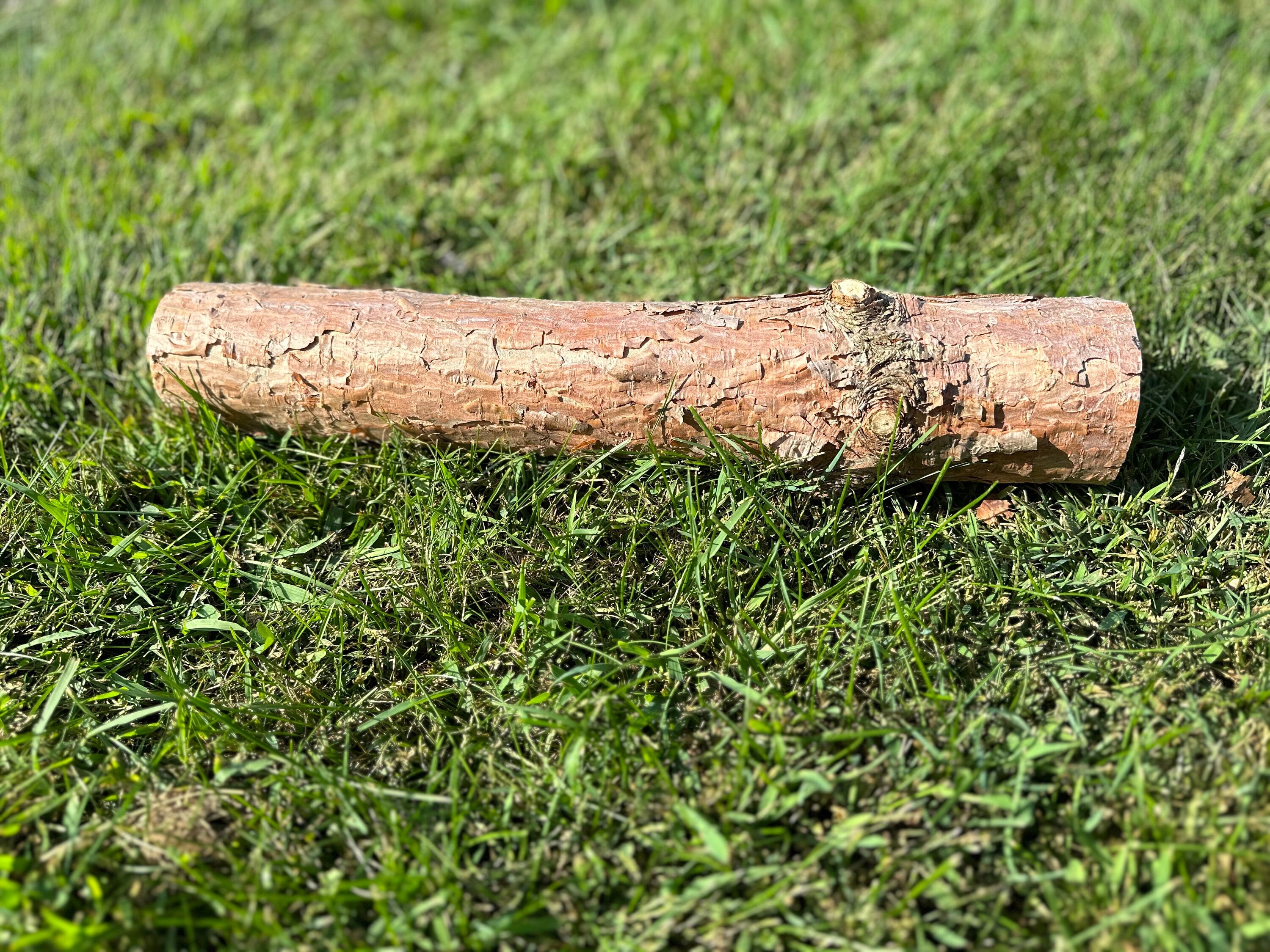 Red Pine Log, 16 Inches Long, Choose Diameter, Norway Pine