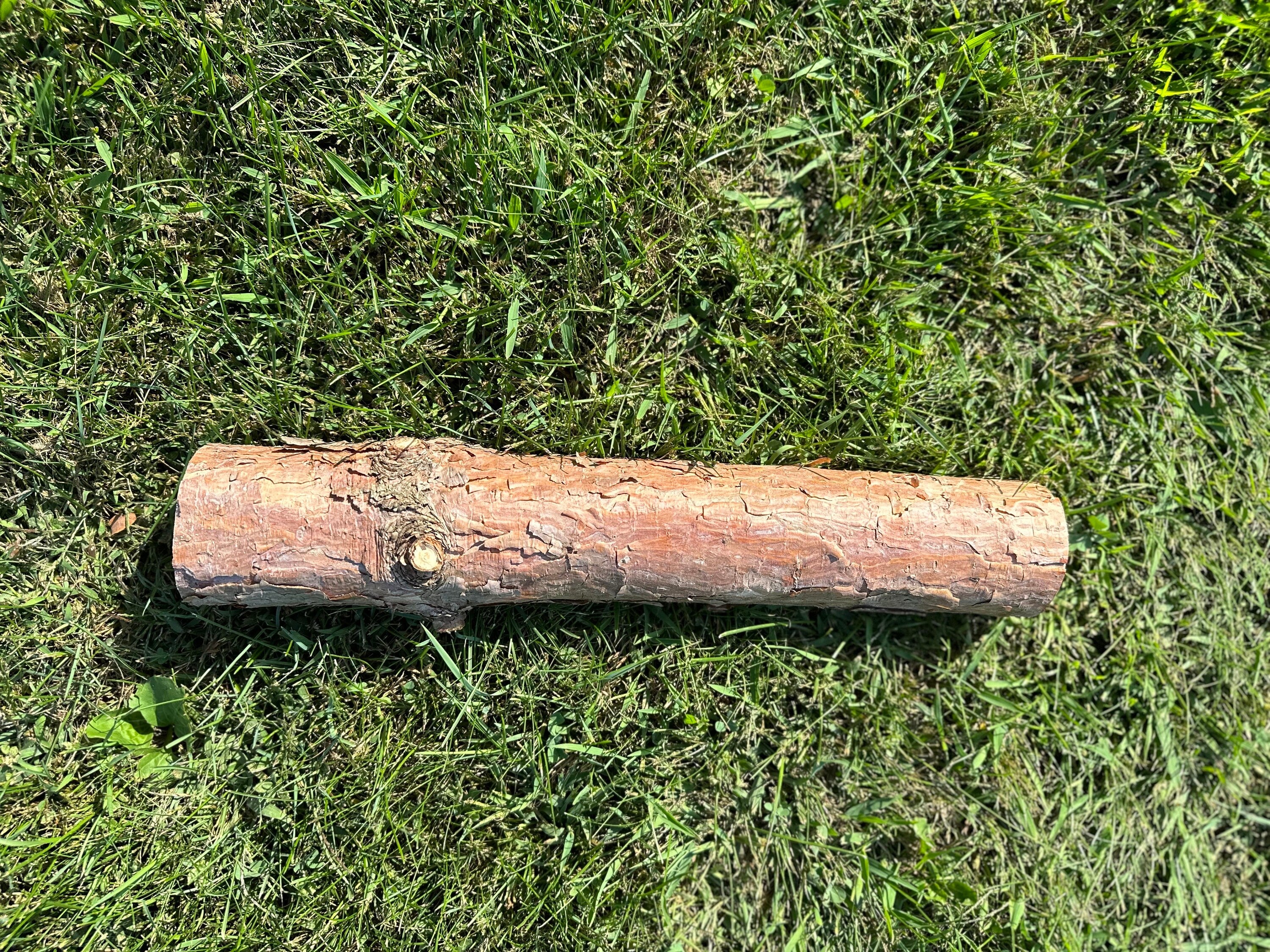 Red Pine Log, 16 Inches Long, Choose Diameter, Norway Pine