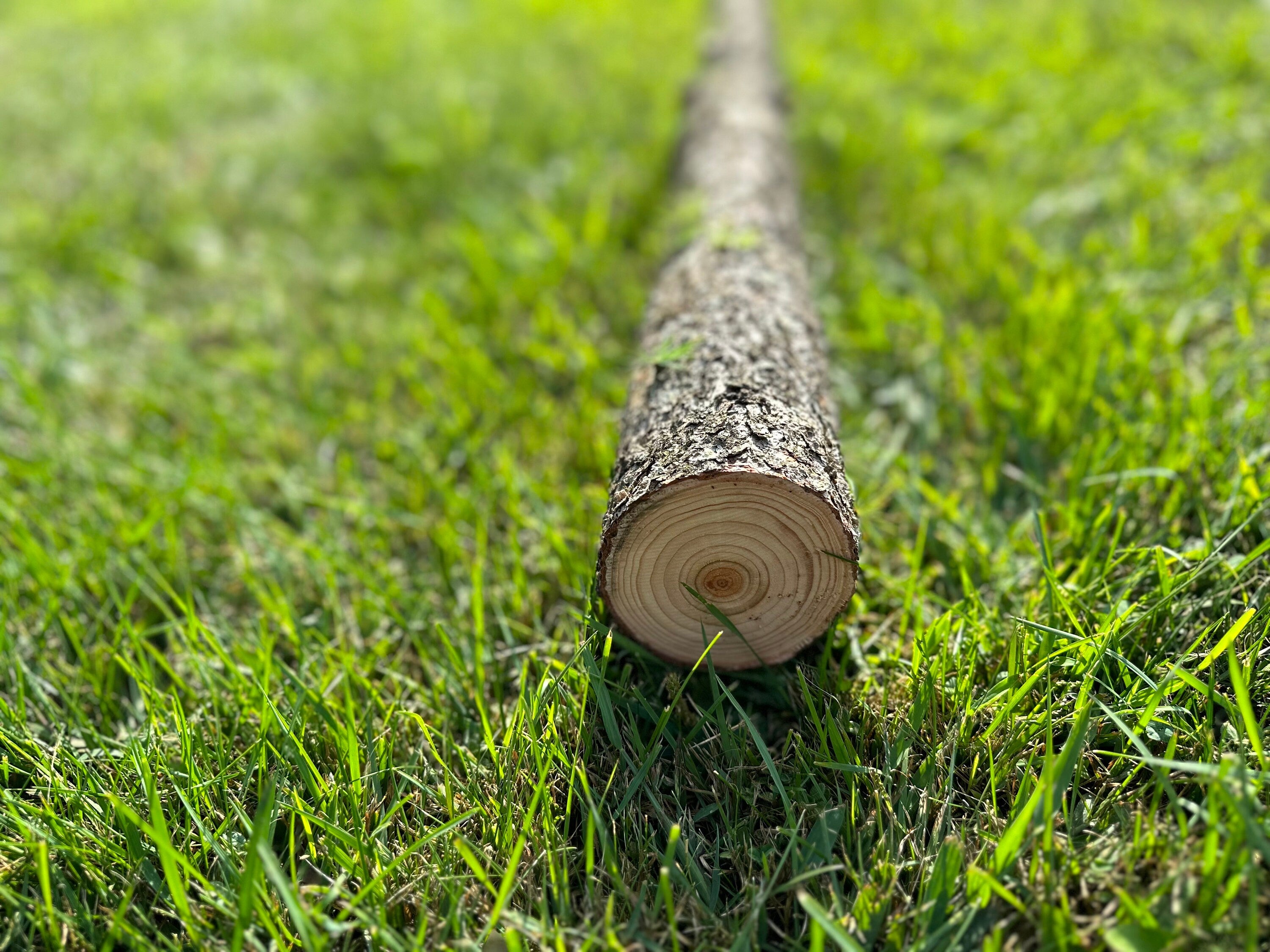 Tamarack Log, 48 Inches Long, Choose Diameter, Hackmatack, Larch